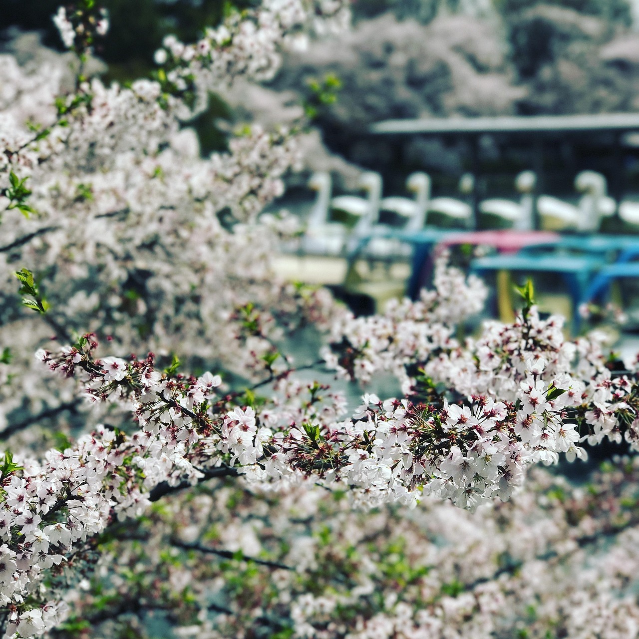 Cherry blossoms in front of a row of moored swan-shaped pedal boats