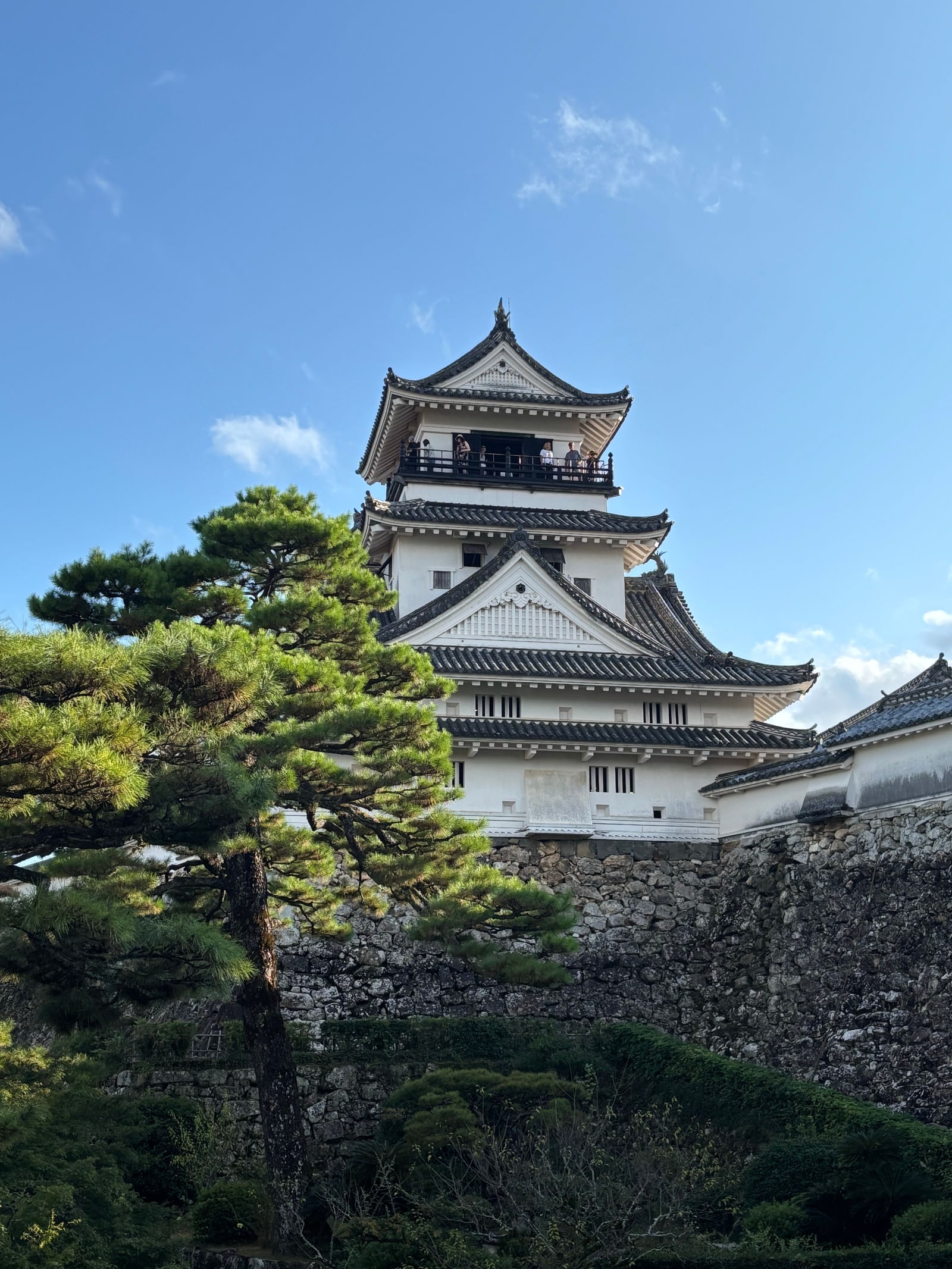 The white keep of Kochi Castle with visitors on its wooden balcony, dark tiled roofs, a rough stone wall and a large pine in the foreground, blue sky