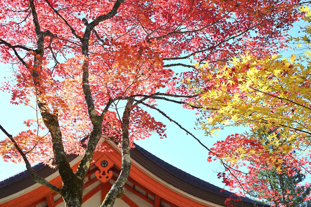 Red and yellow maple leaves over the curved eaves of a vermilion temple roof, under a blue sky.