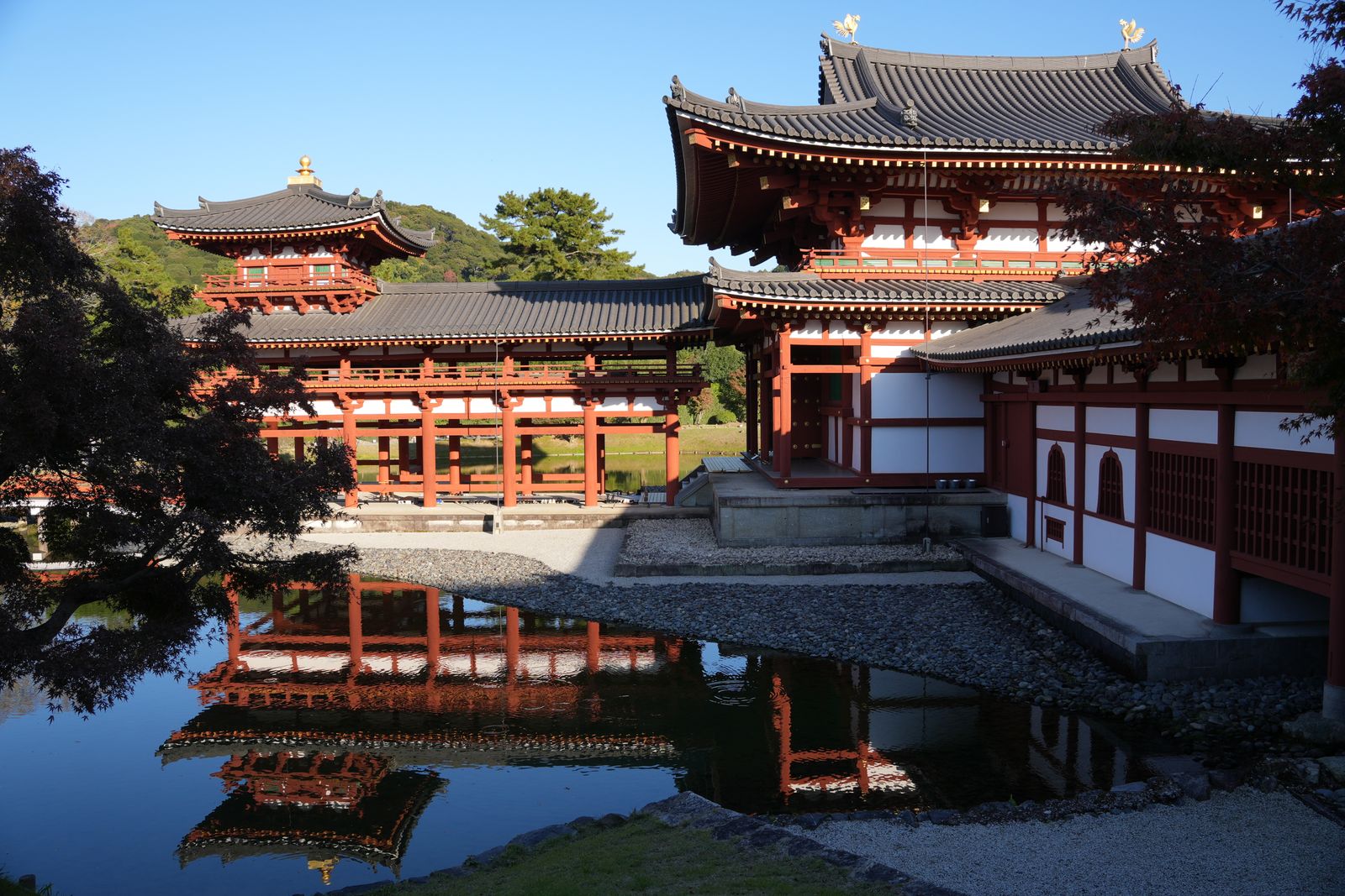 The vermilion and white Phoenix Hall at Byodo-in reflected in still pond water, a dark maple framing the left side.