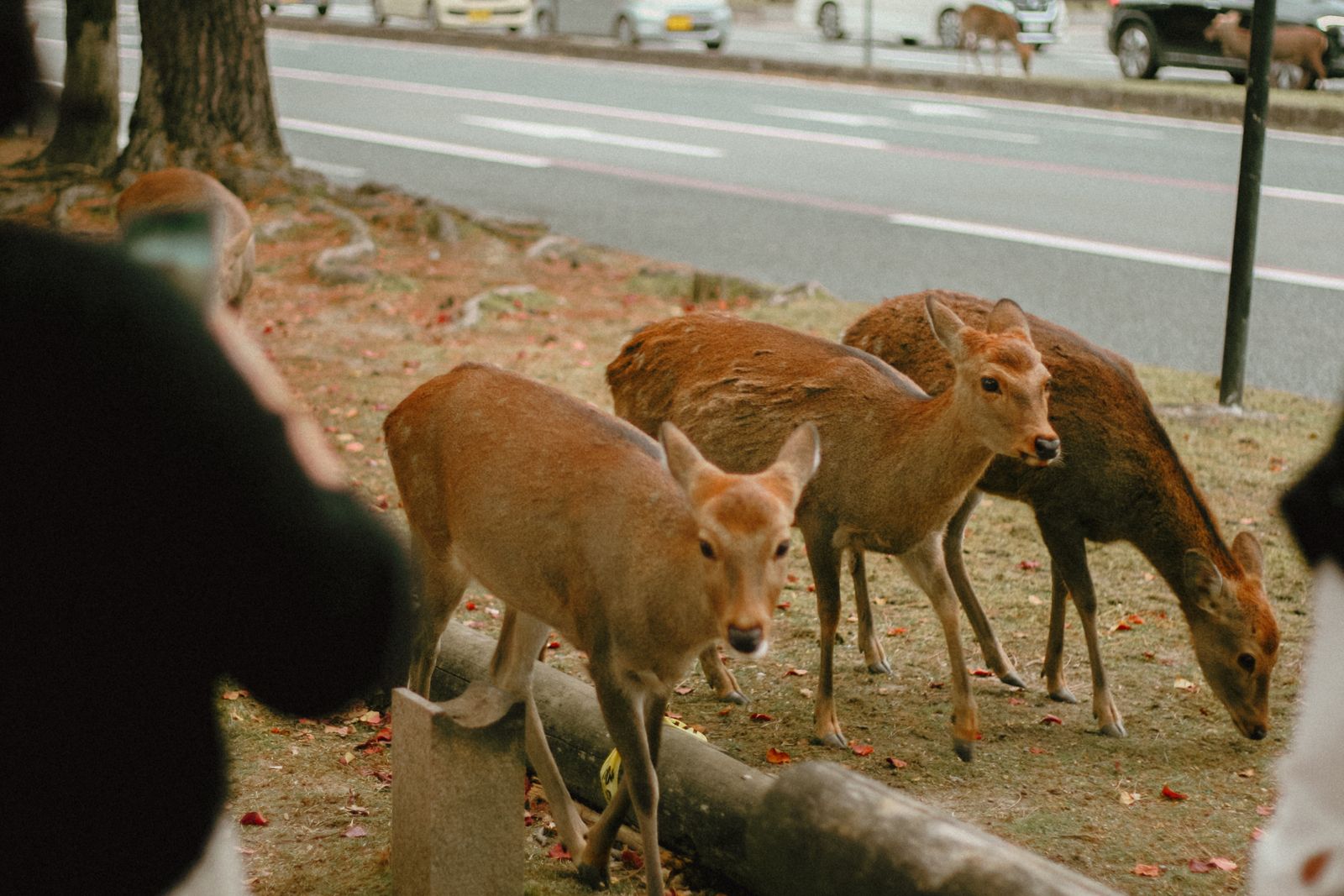 Three deer standing on a strip of winter grass with a multi-lane road and moving traffic directly behind them, two more deer on the far verge.