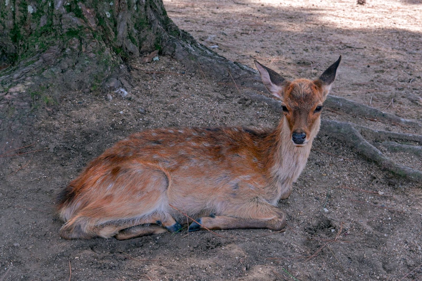 One deer lying in dry shade at the foot of a large tree, looking at the camera.