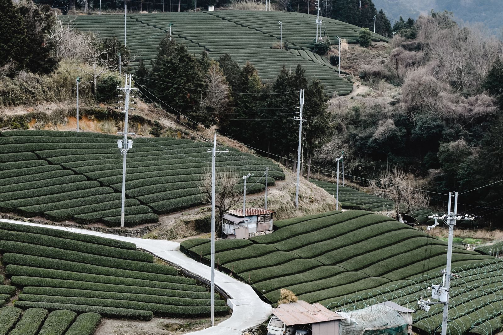 Terraced tea fields at Wazuka, Kyoto, seen from directly above.