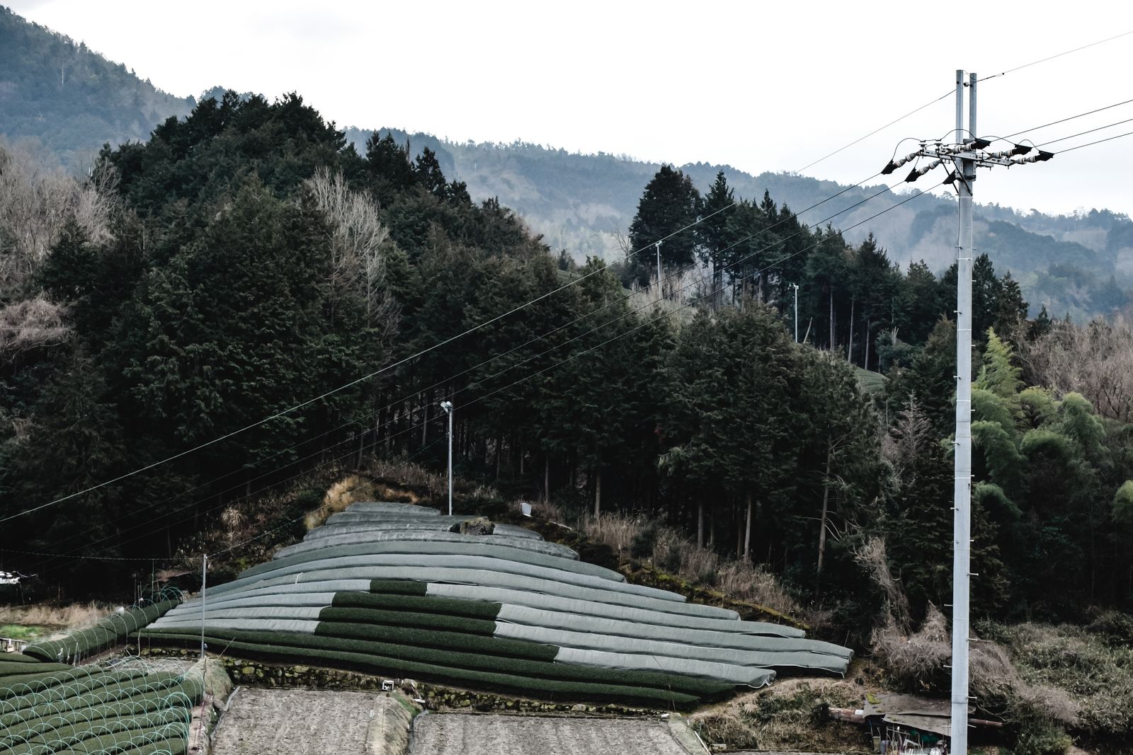 Tea fields at Wazuka, Kyoto, at ground level, with forest and mountains behind them.