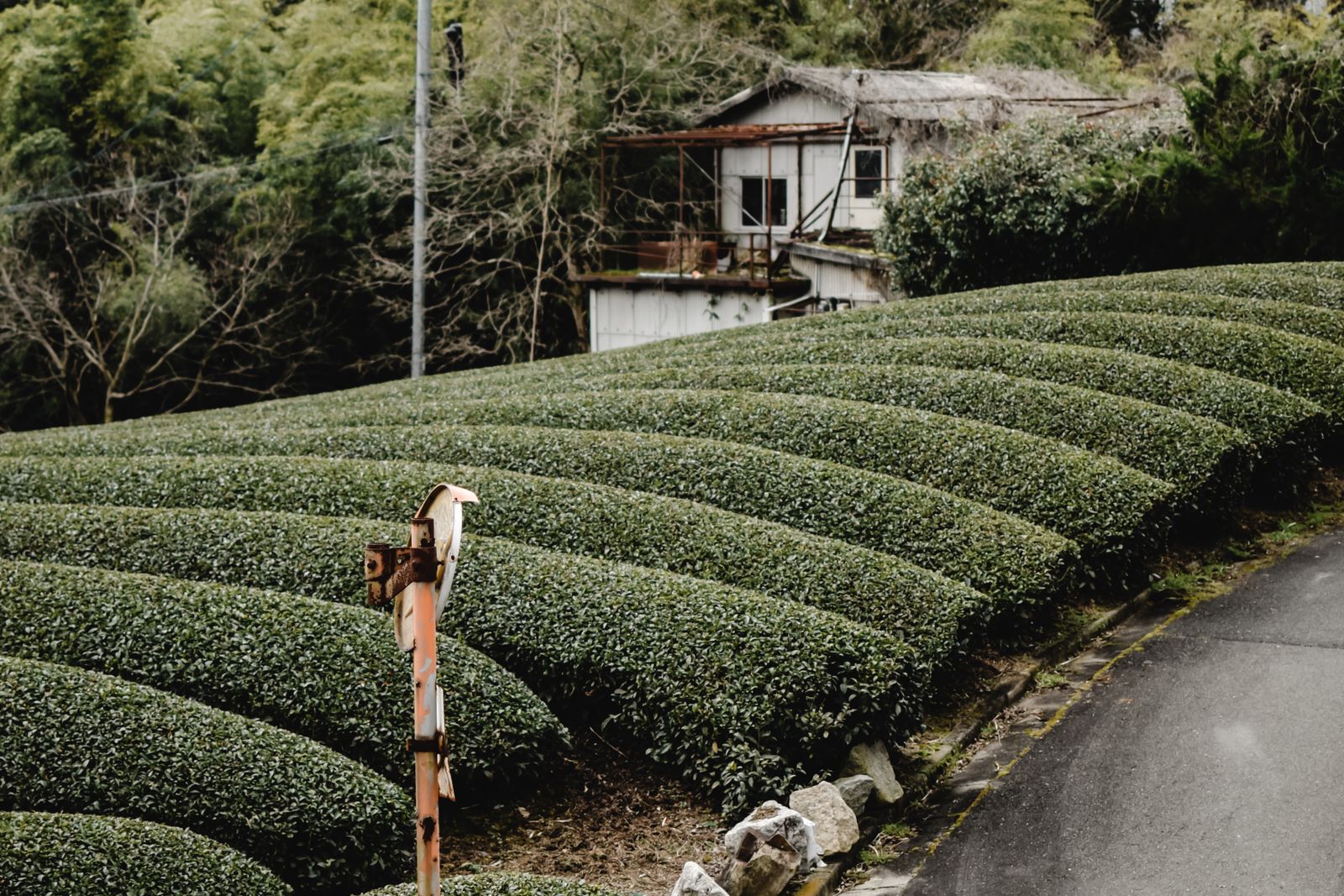 Tea fields at Wazuka, Kyoto, running up to an asphalt road with a farmhouse beside it.