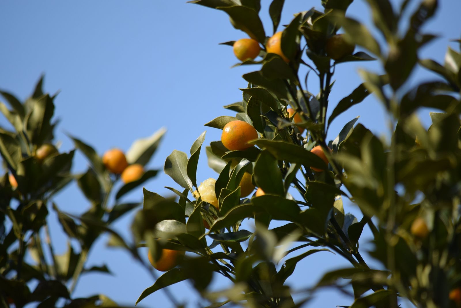 Small ripe mandarin-type citrus on a tree against a clear blue sky