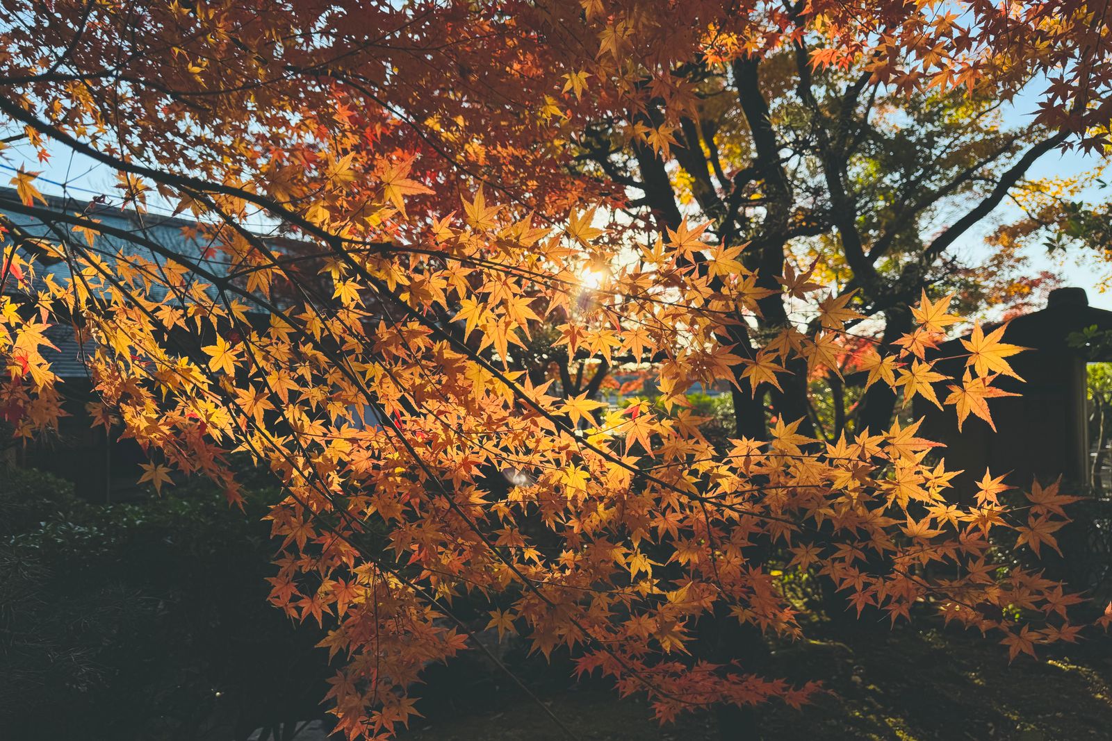Backlit orange and red maple leaves with the sun showing through