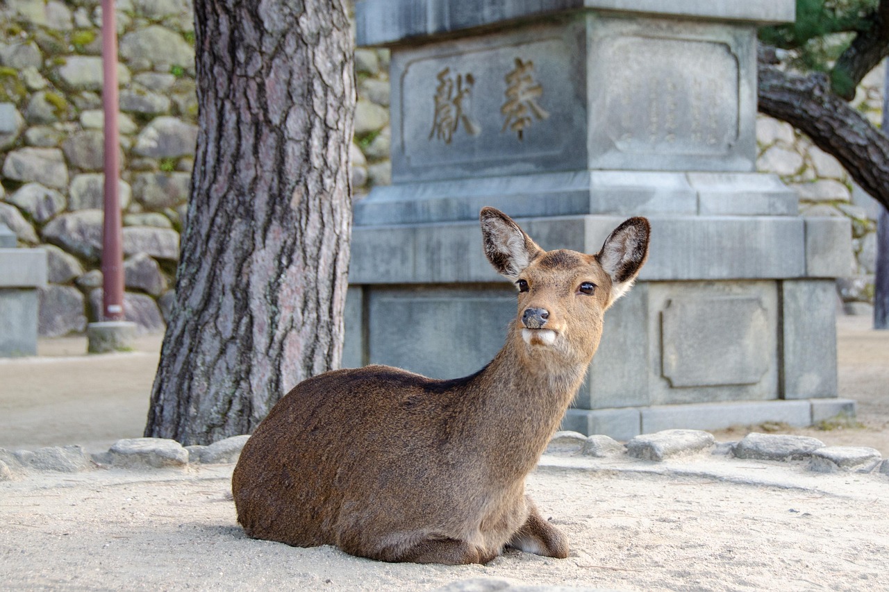 A deer resting on Miyajima beside the stone base of a lantern, a pine trunk at left