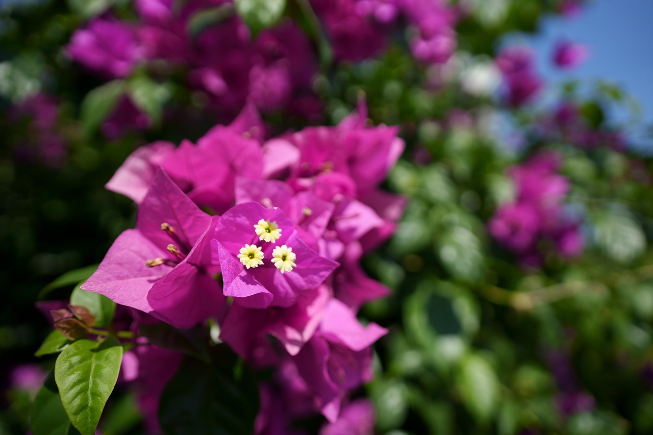 Magenta bougainvillea in bright sunshine