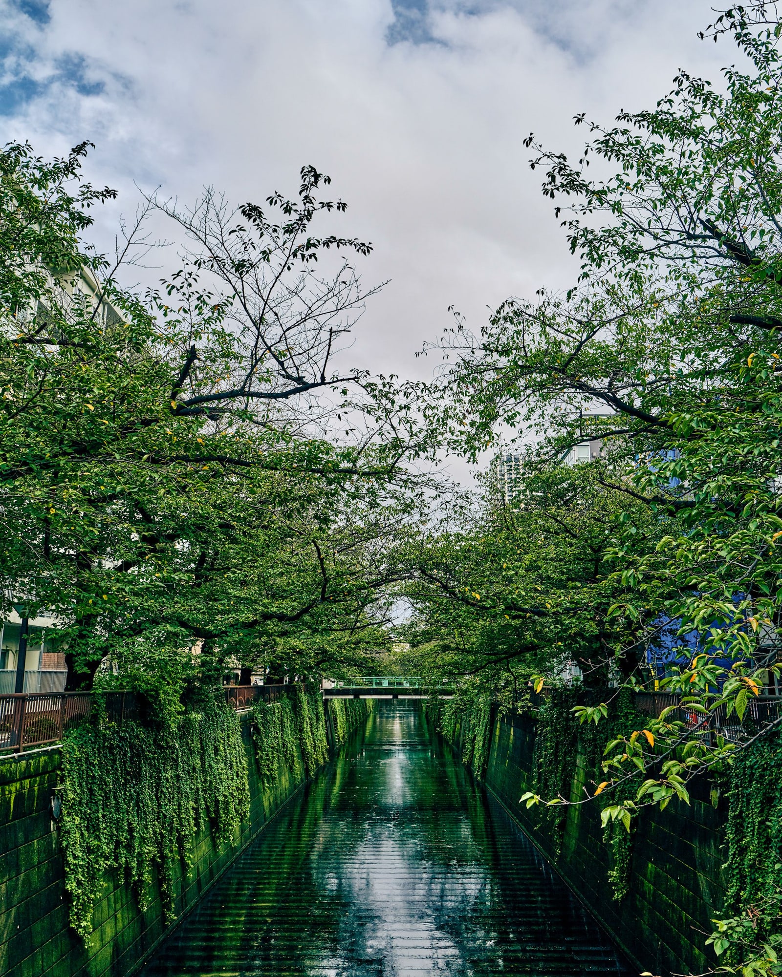 Cherry trees in full green leaf arching over a narrow city river, ivy on the channel walls