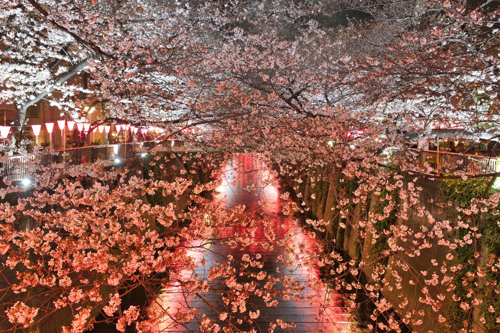 Cherry blossoms lit at night over a narrow river, paper lanterns along the railings on both banks