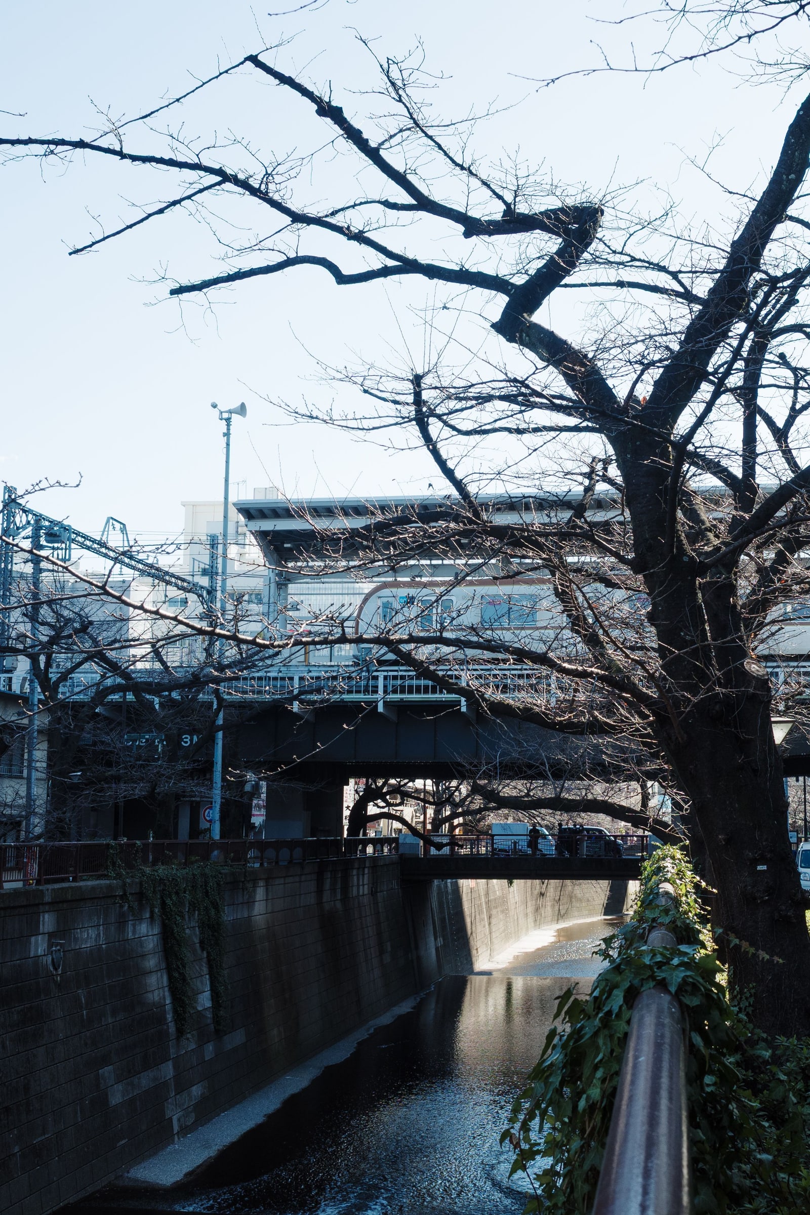 A narrow river under bare cherry trees in winter sun, an elevated station and a train behind