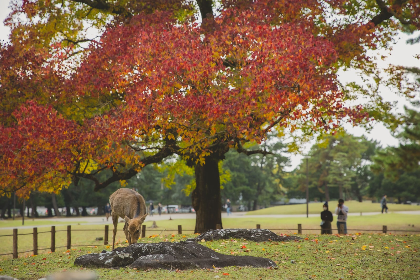 A sika deer grazing under a tree with red and orange autumn leaves on an open lawn, a few people in the distance.