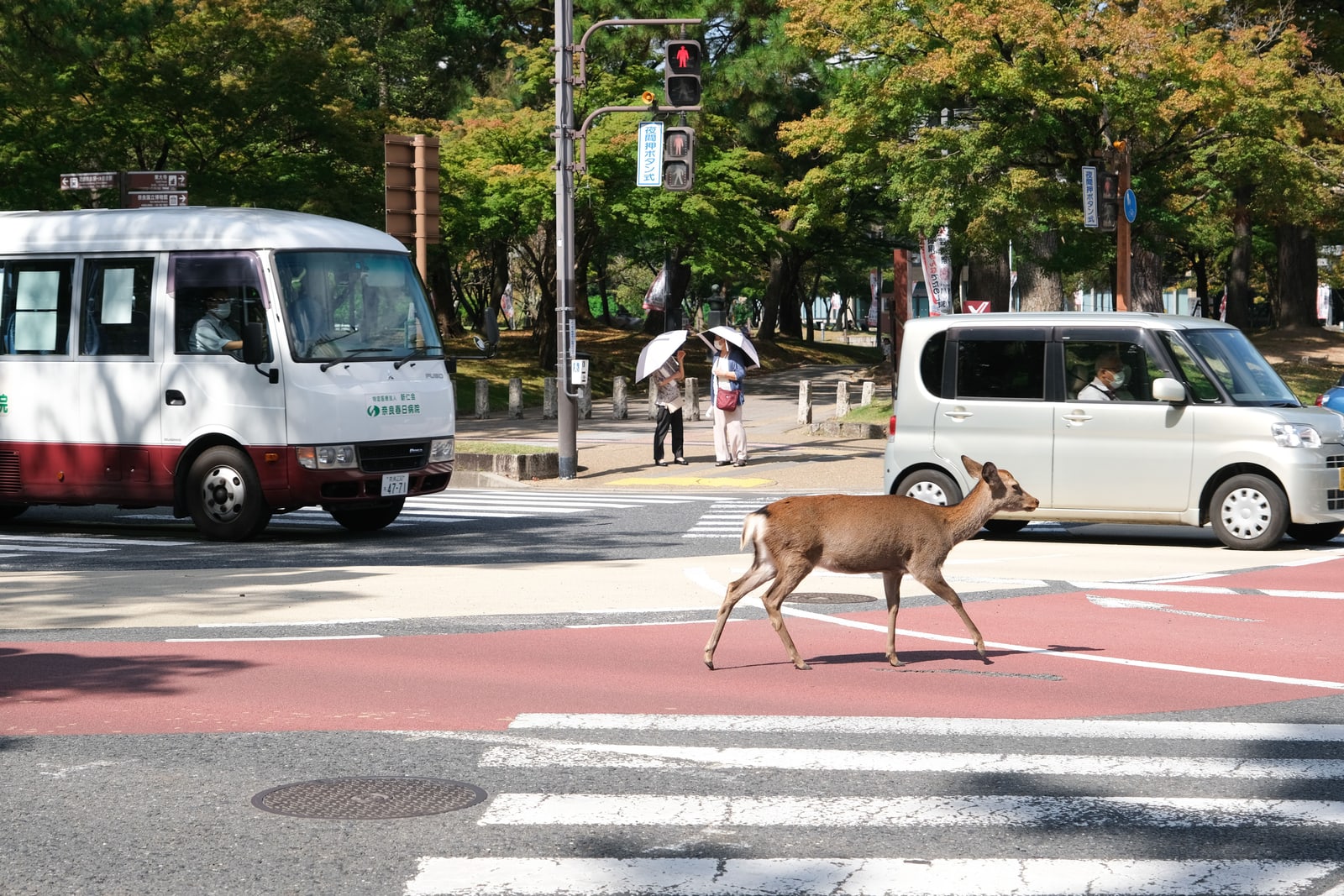 A sika deer walking across a pedestrian crossing in Nara while a white minibus and a car wait.