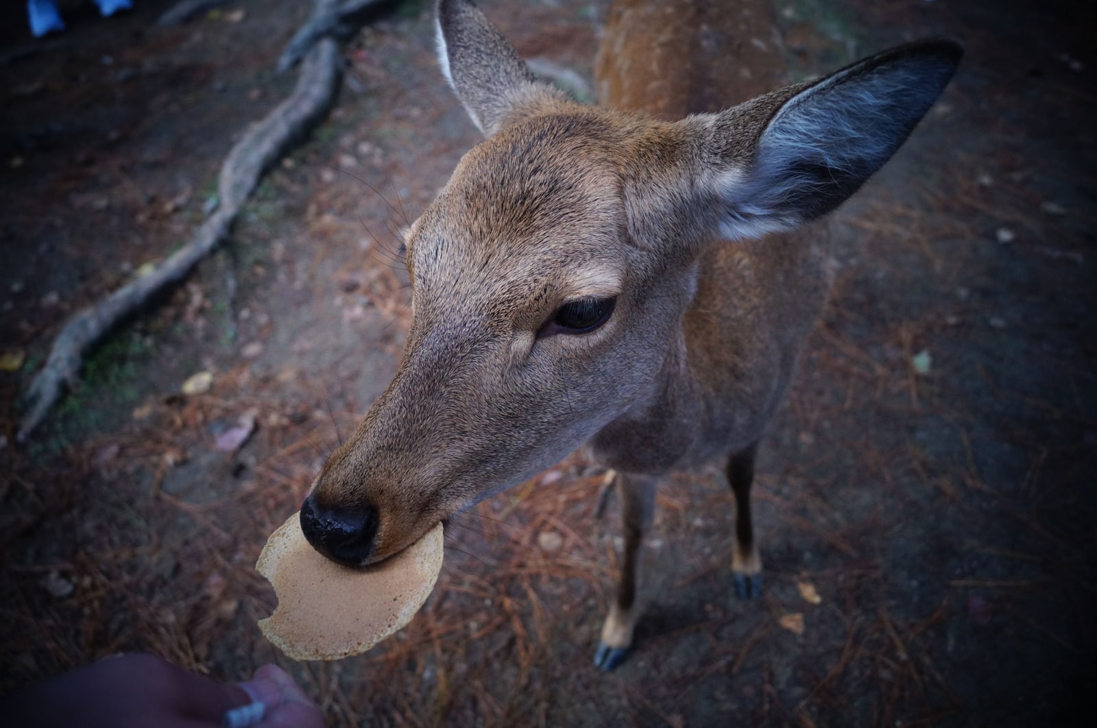 A close view of a sika deer taking a round, pale deer cracker in its mouth.