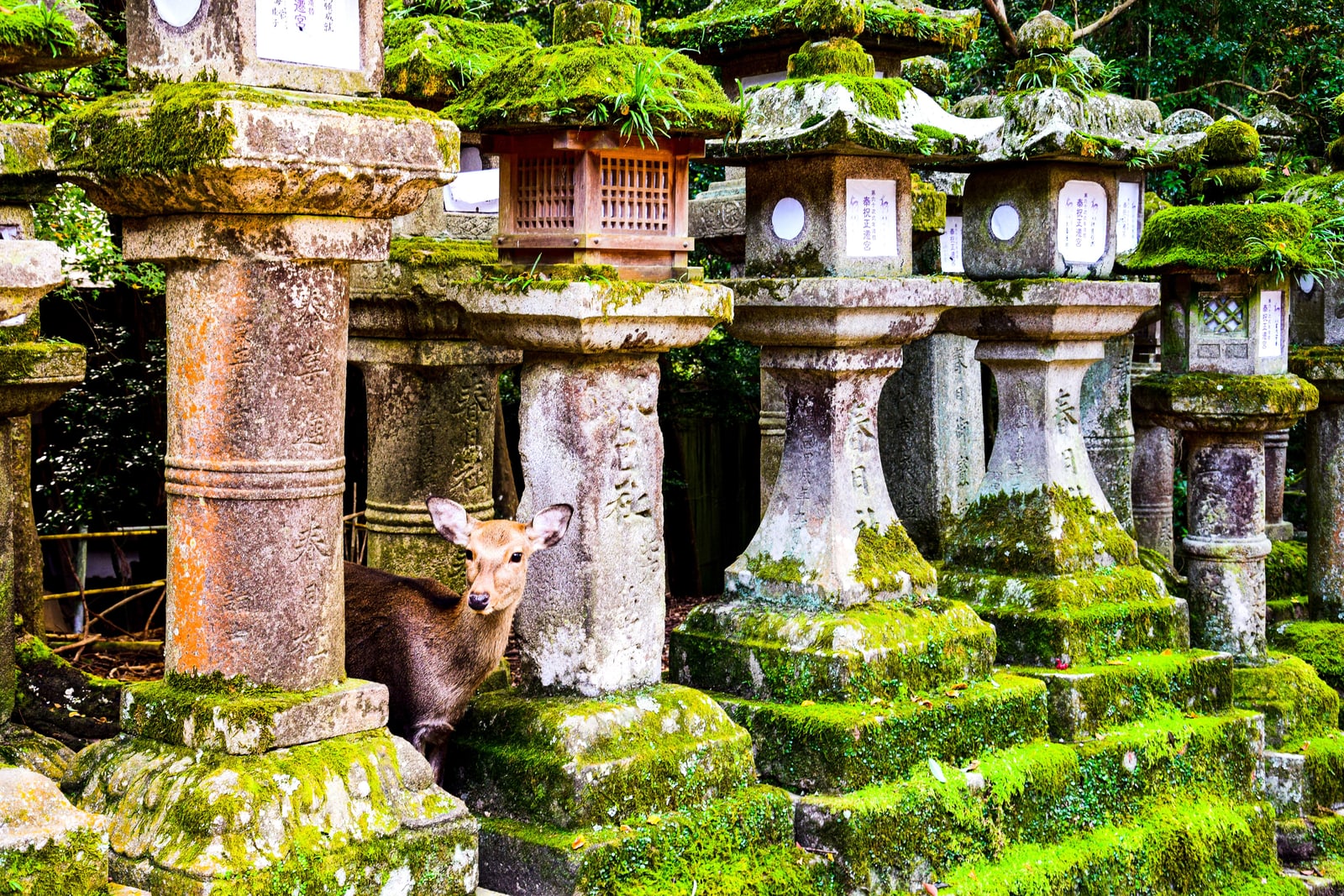 Rows of moss-covered stone lanterns in Nara, with a sika deer looking out between them.