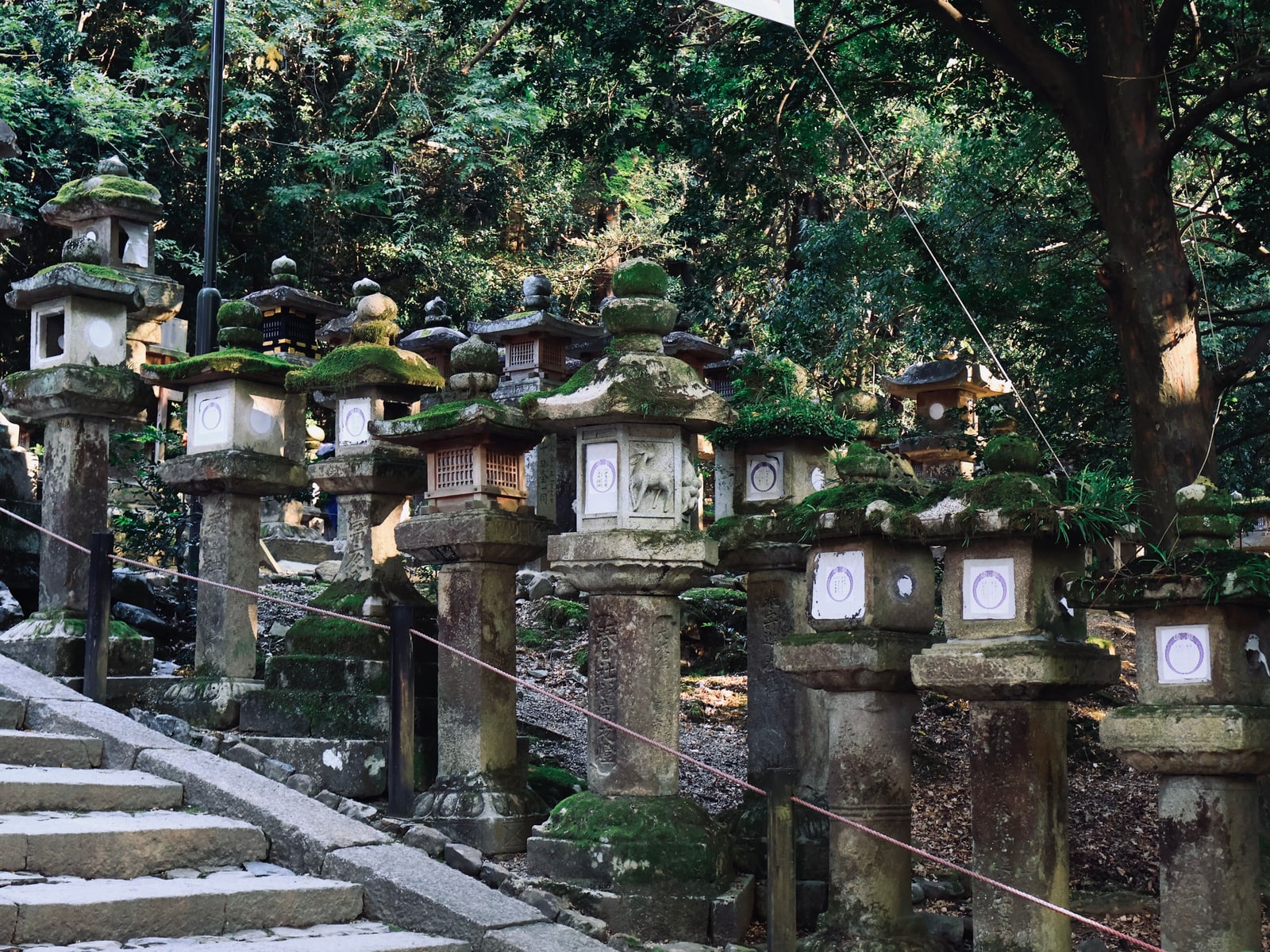 Stone steps climbing beside a long row of moss-topped stone lanterns under tall trees.