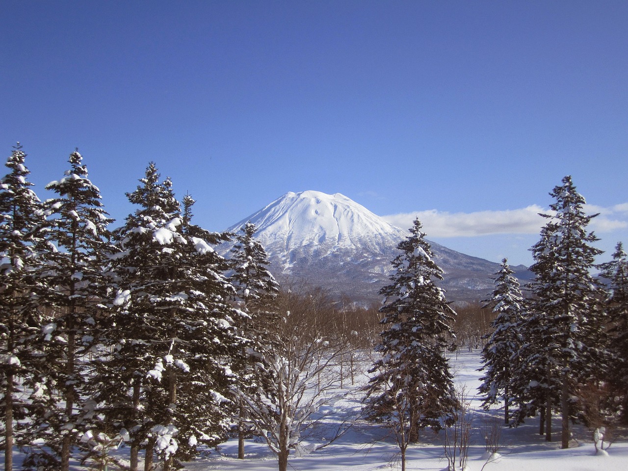 Snow-covered Mt Yotei behind snowy spruce in Niseko, Hokkaido, under a clear blue sky