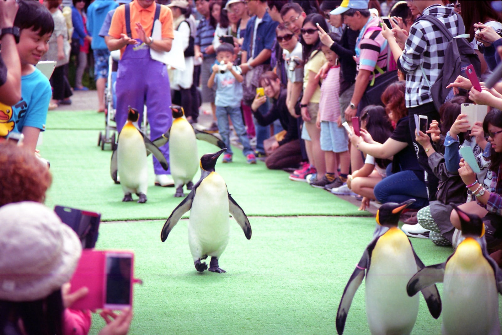 King penguins walking along a green carpet past a keeper and a crowd of spectators holding up phones and cameras