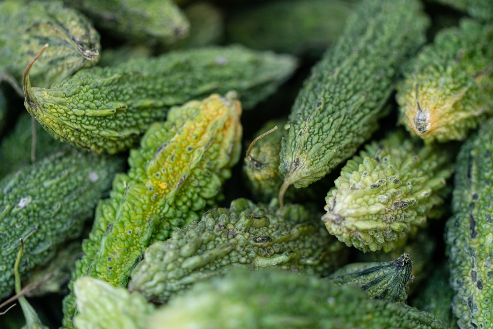 A heap of bitter gourds (goya), the vegetable in goya champuru