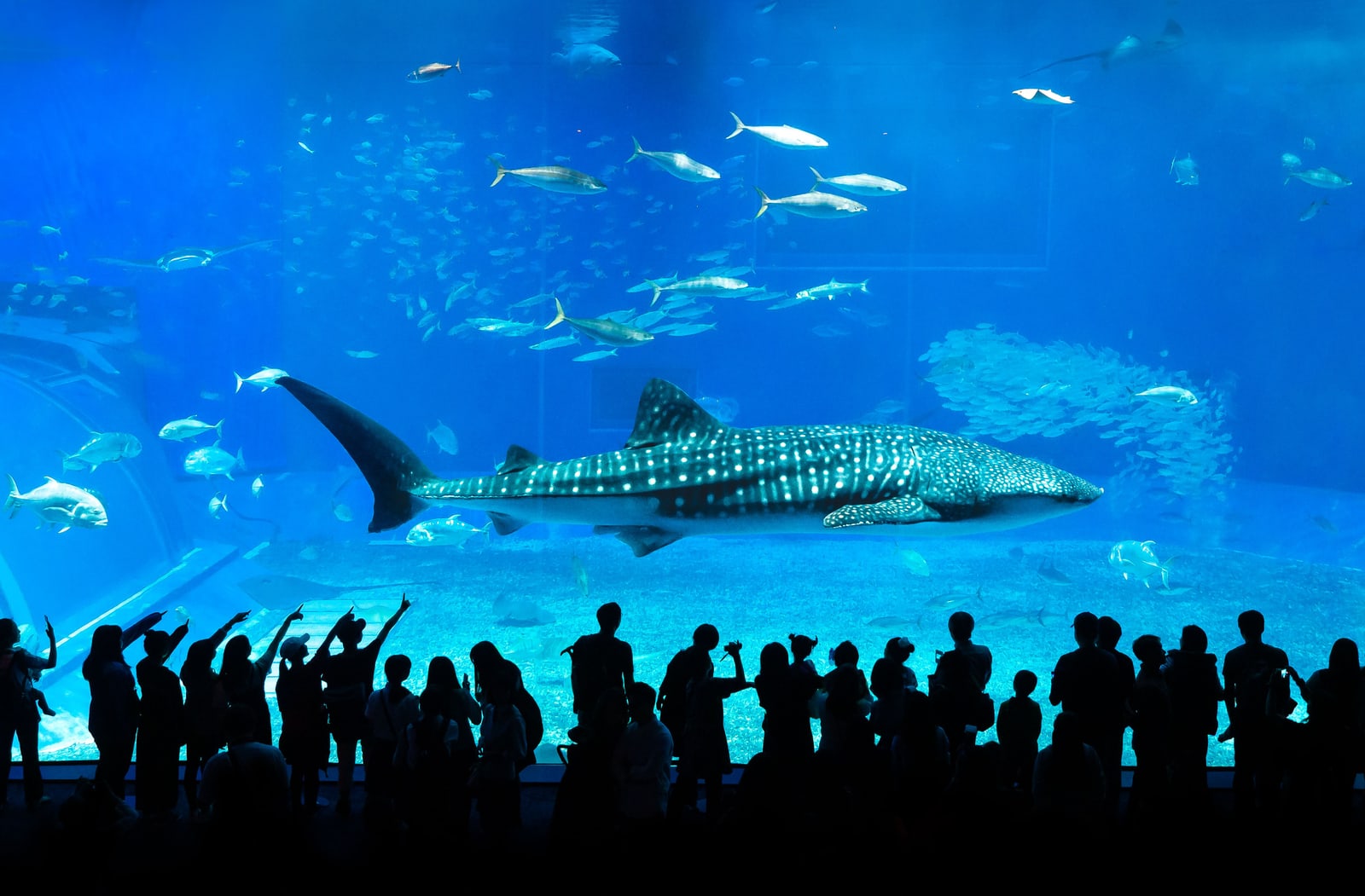 A whale shark in the main tank at Okinawa Churaumi Aquarium, visitors in silhouette in front of the glass