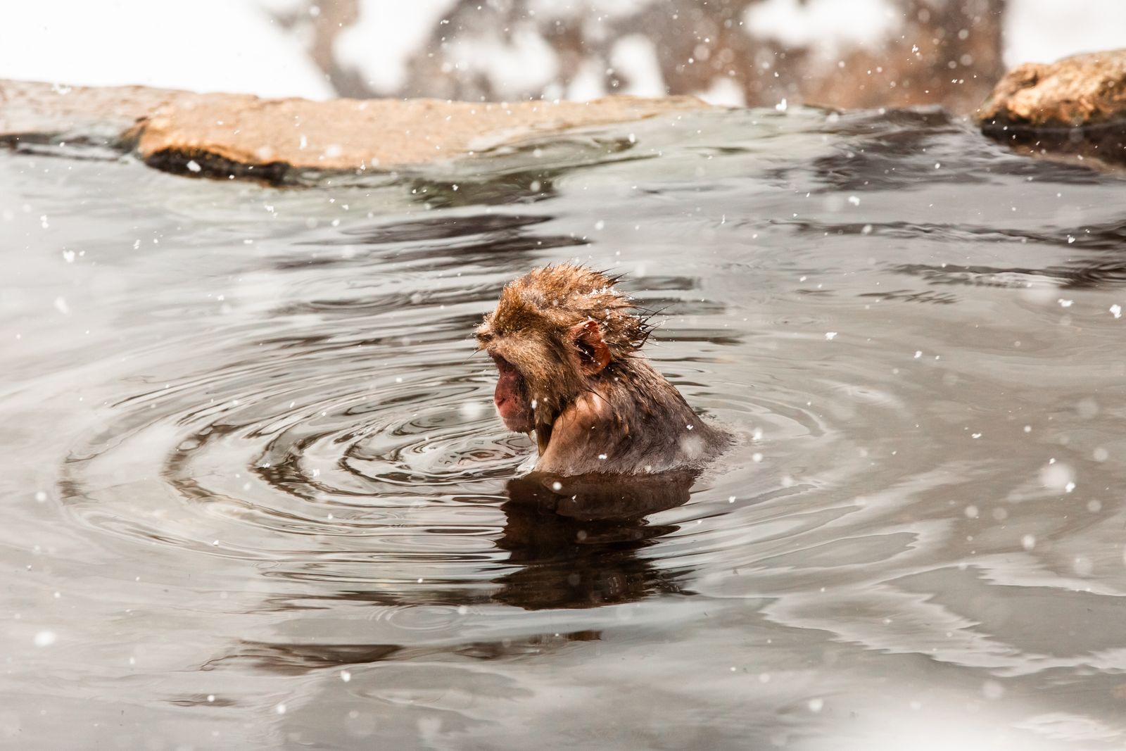 A Japanese macaque sitting in a Nagano hot spring, water steaming around it.
