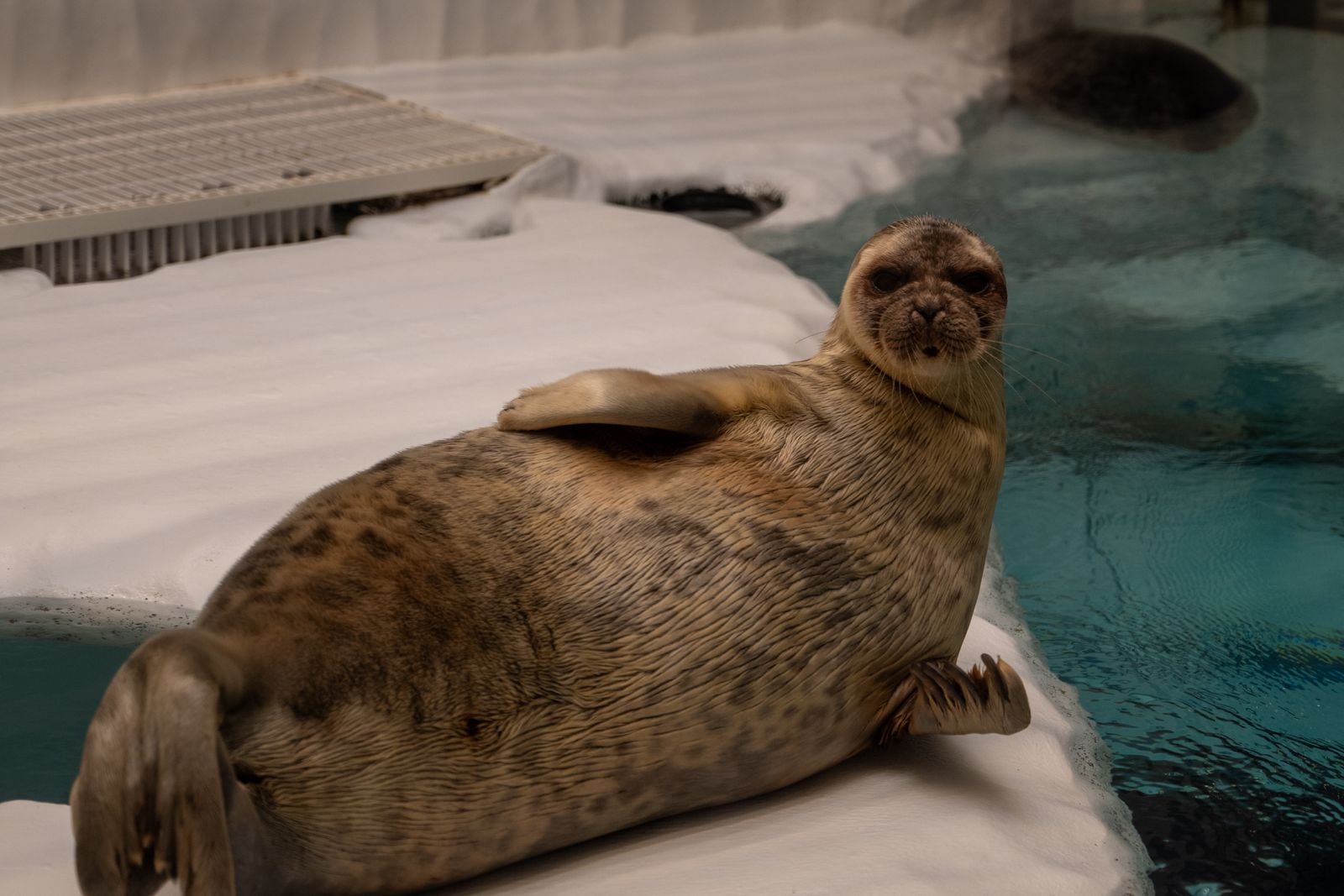 A spotted seal lying on an artificial ice floor beside blue-green water in an aquarium enclosure