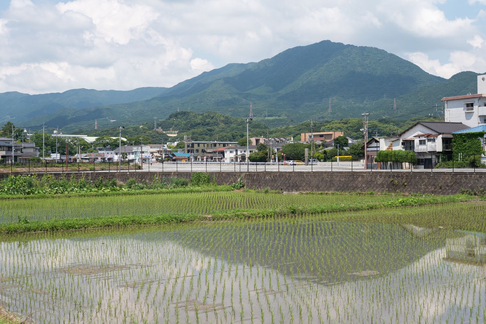 A Japanese rice paddy in summer with mountains behind it.