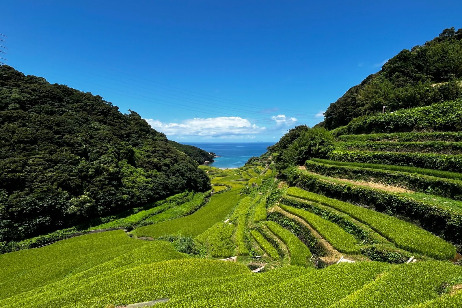 Terraced rice fields under a blue sky.