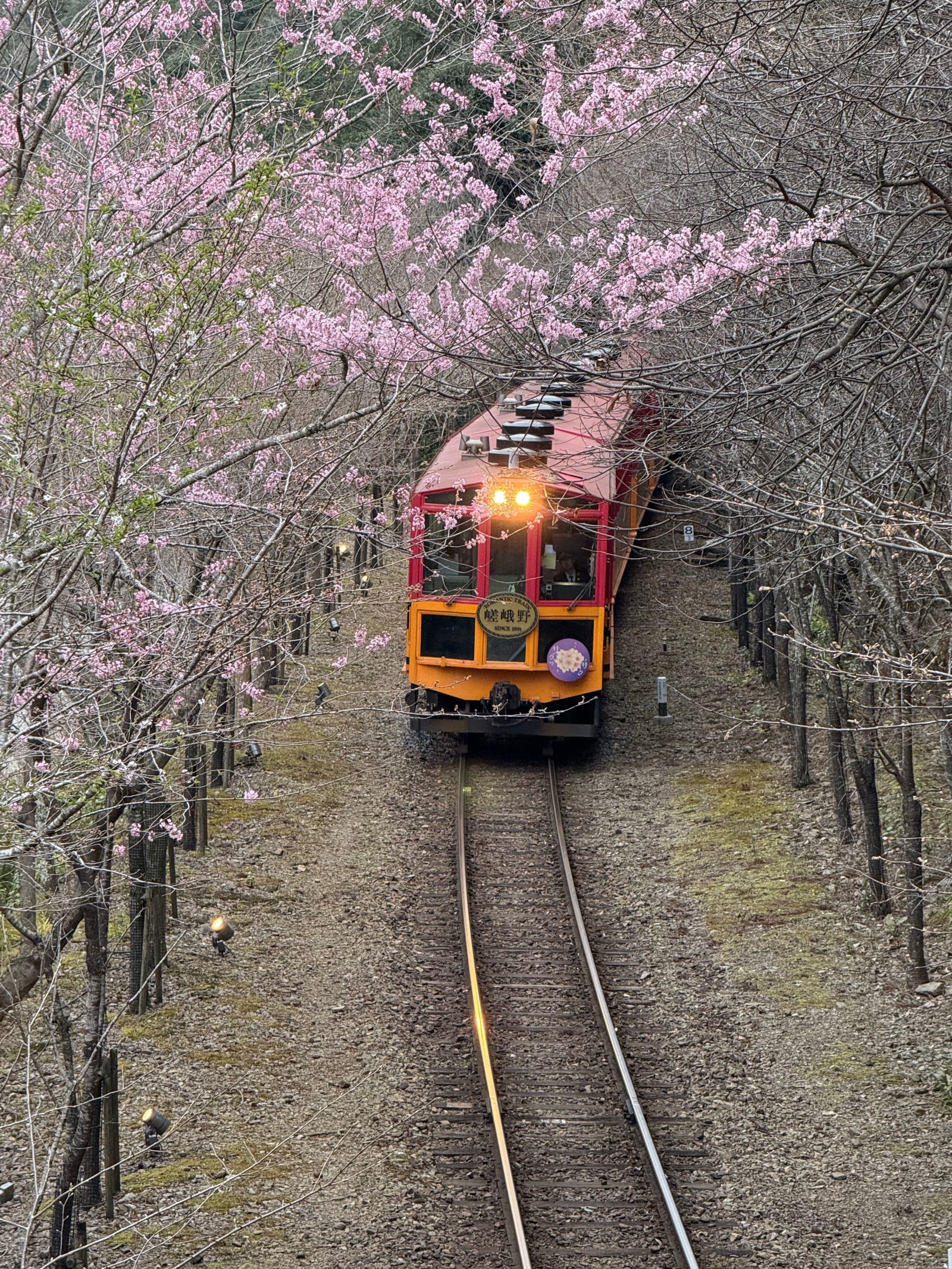 The Sagano Romantic Train, headlight on, coming up a single track under pale pink cherry blossom, seen from above.