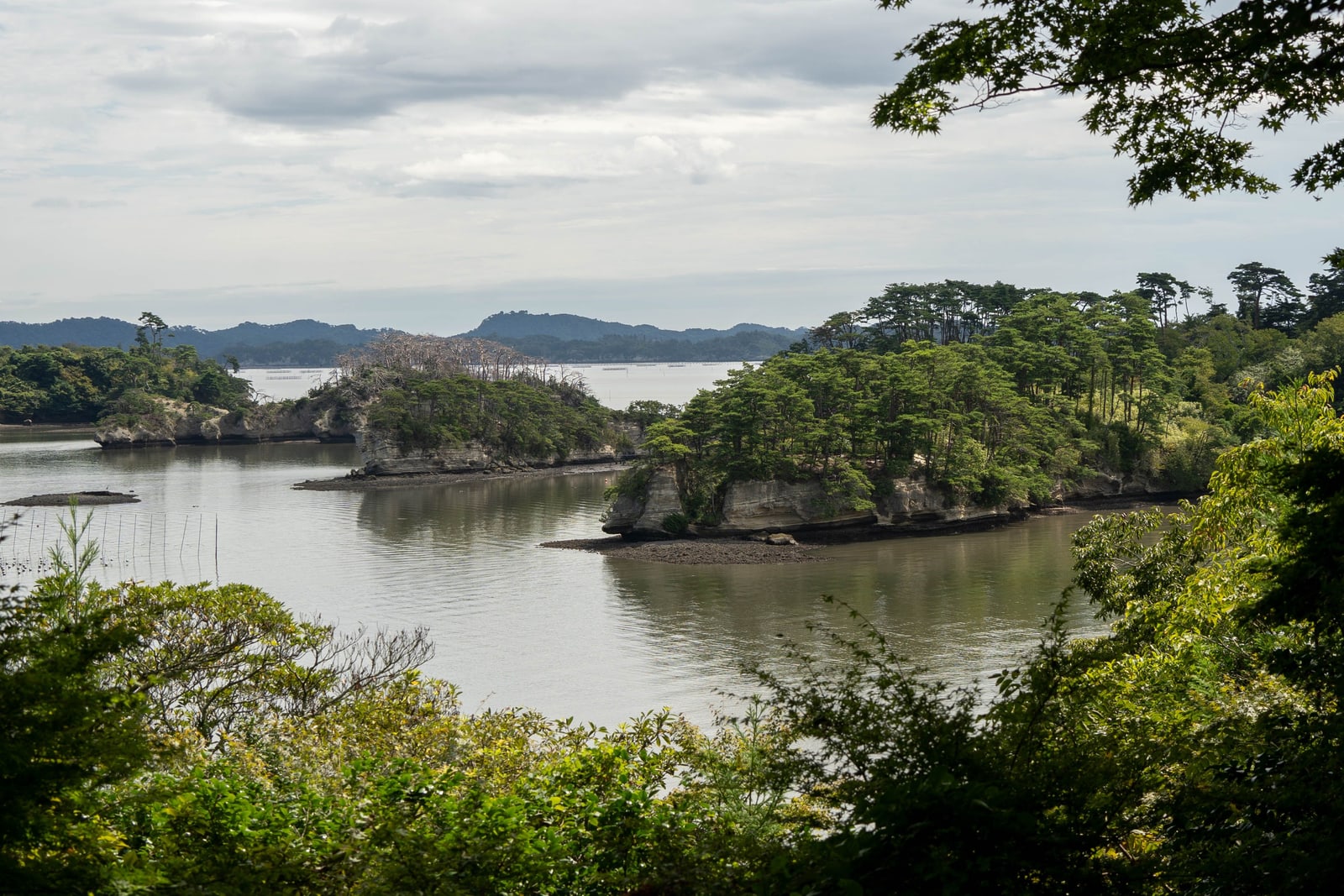Small rocky islands topped with dense pines in a calm bay, seen through green foliage under an overcast sky