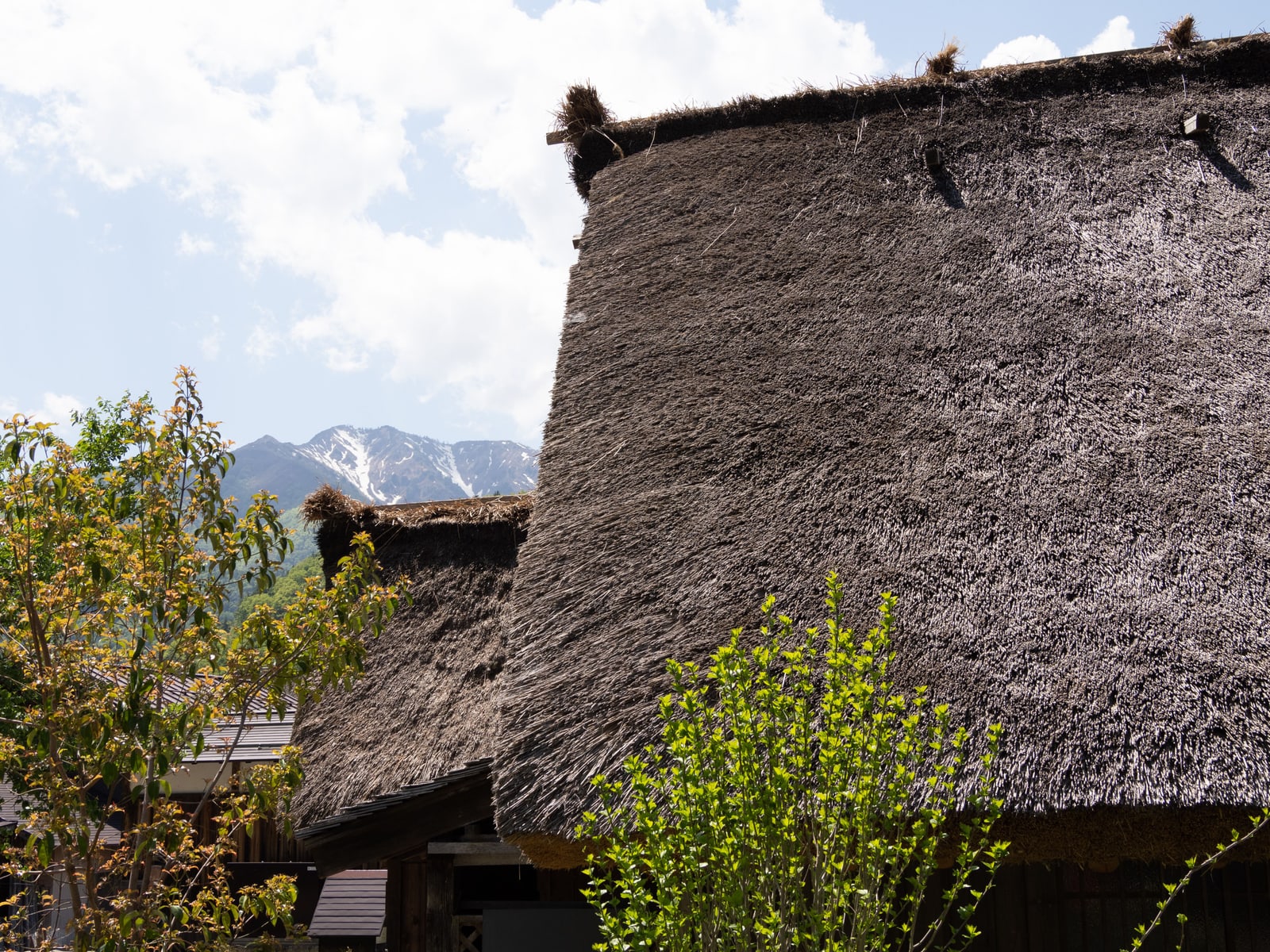 Close view of a steep thatched roof edge, the thick straw layered and trimmed, green trees in front.