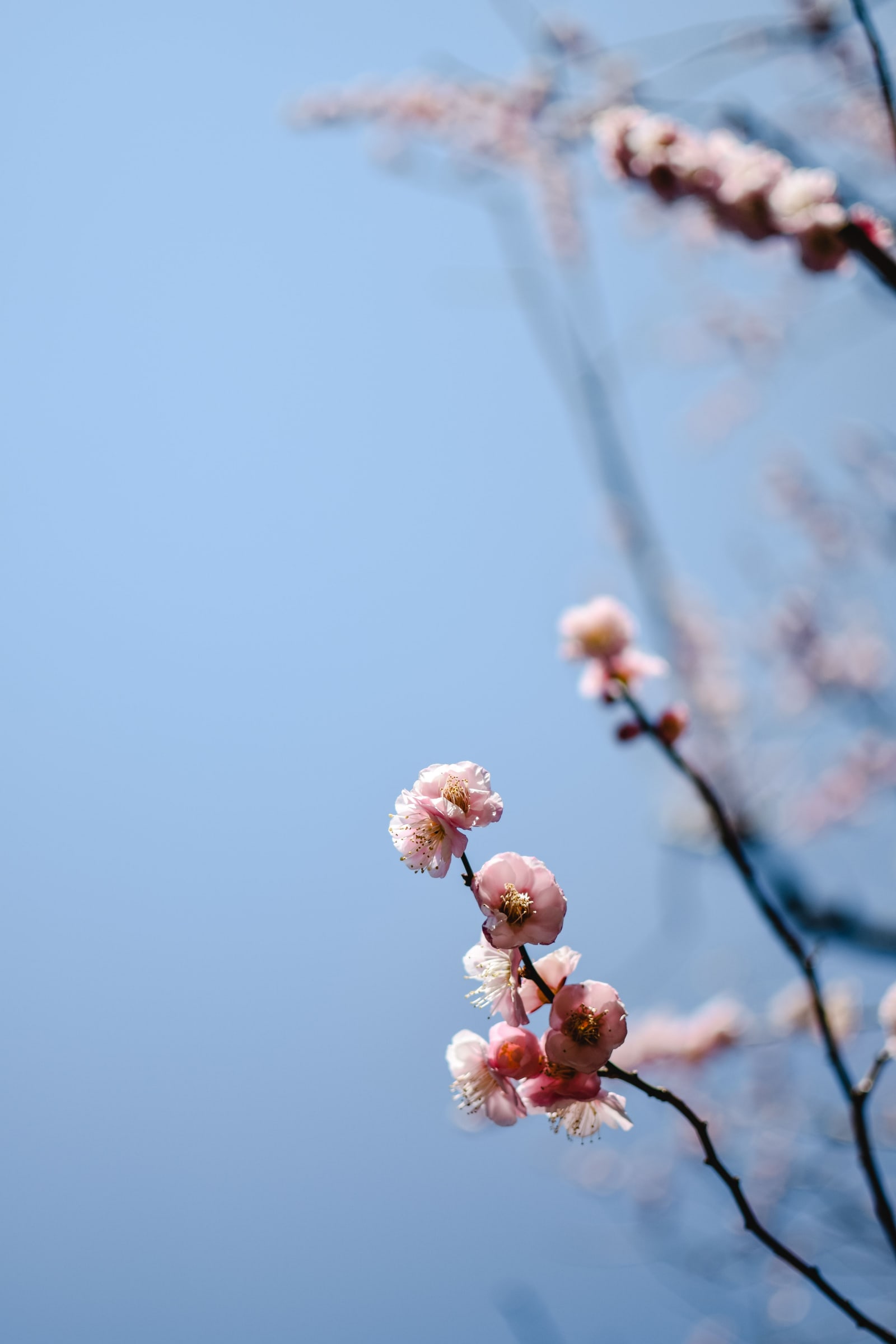 Pink blossoms on a bare branch against a blue sky