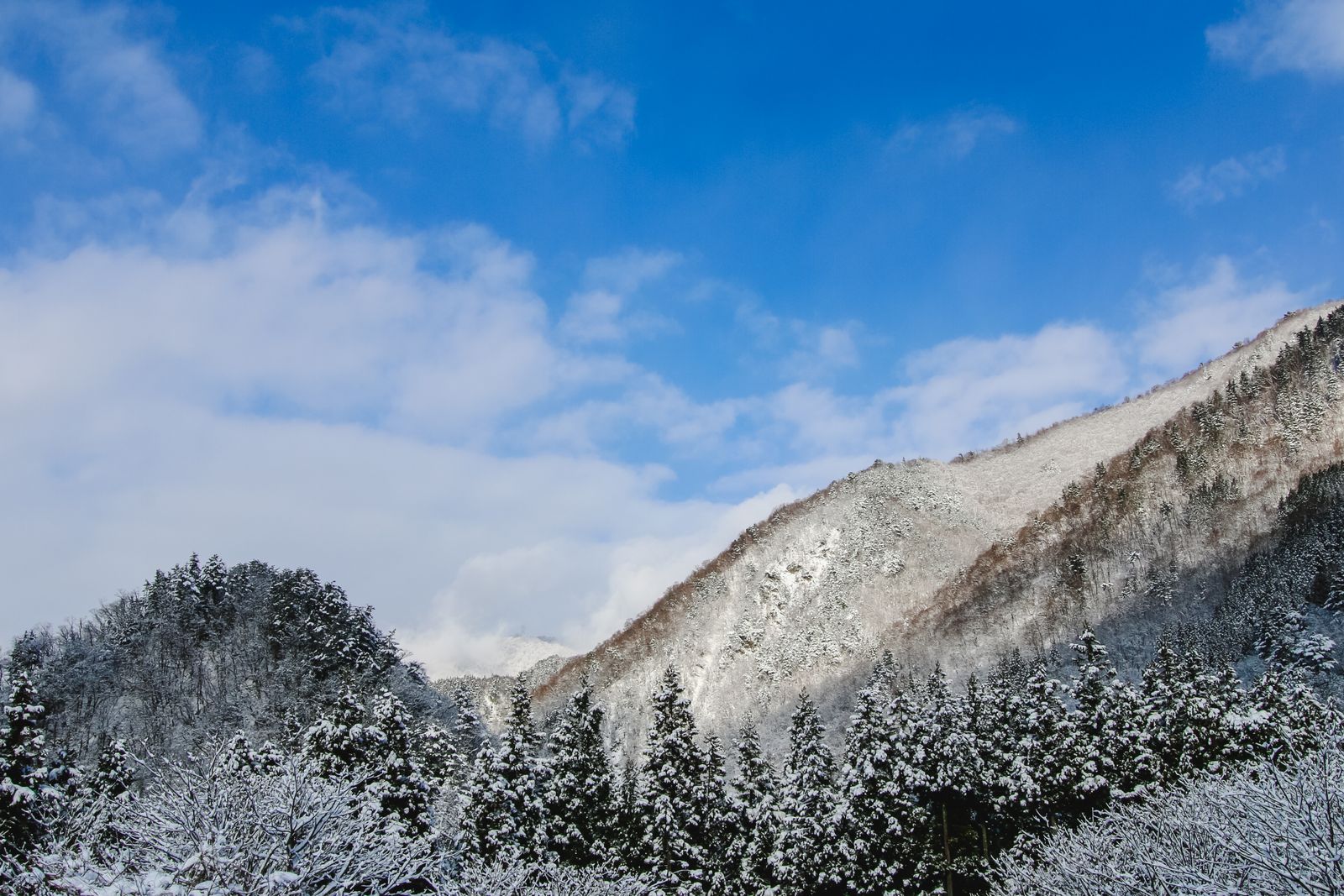 Snow-laden conifers and bare trees in the foreground, a snow-covered forested ridge behind, blue sky with cloud.