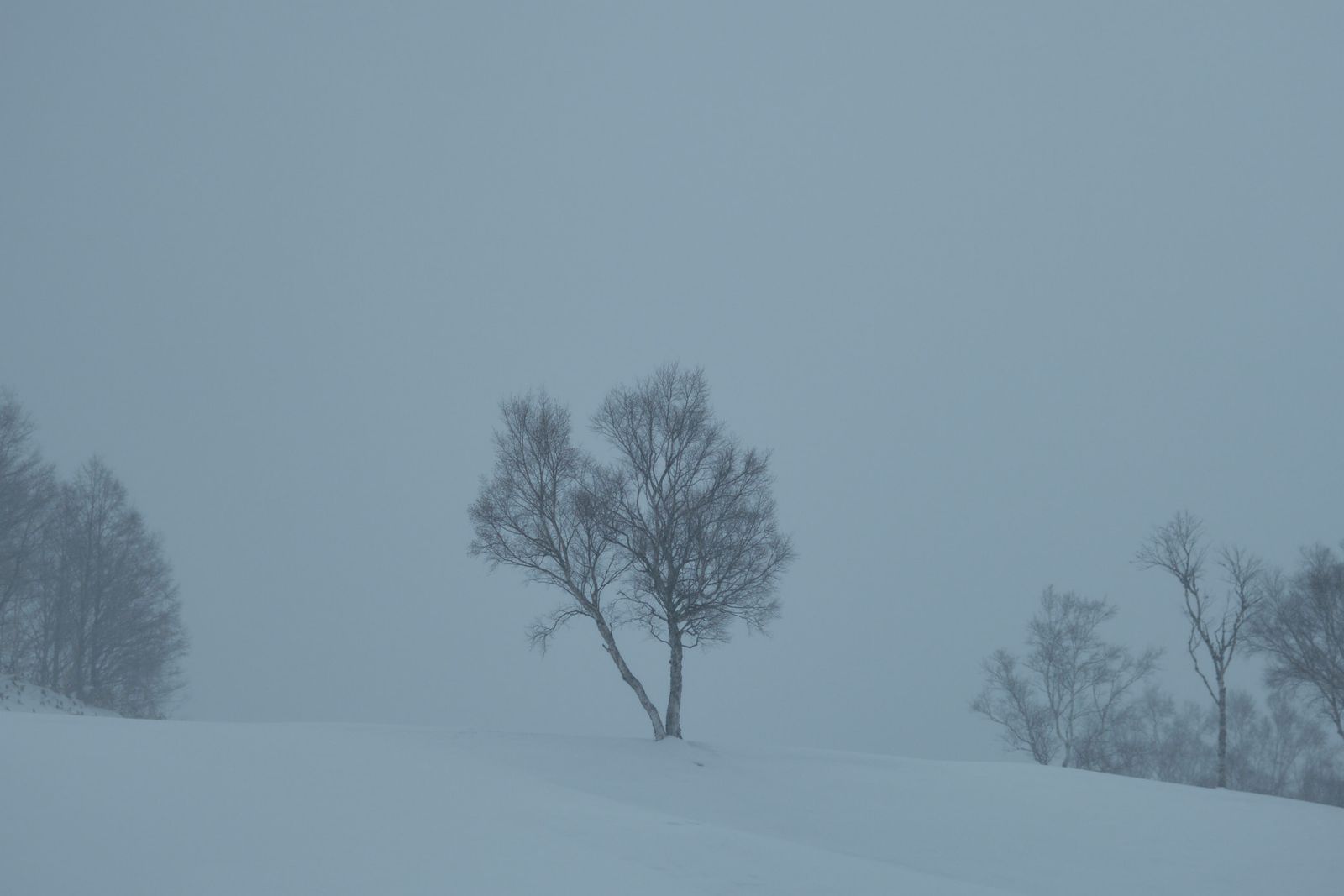 A near-whiteout: one bare two-trunked birch on a snow rise, faint trees at the edges, sky and snow the same blue-grey.