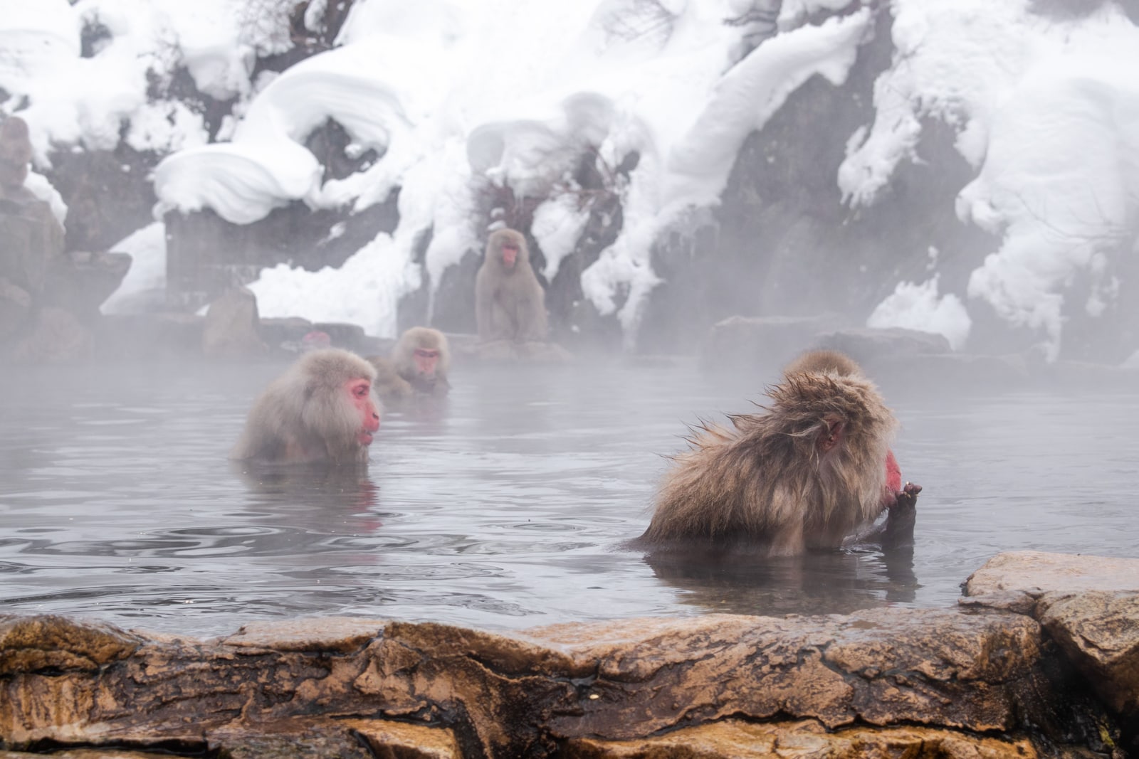 Japanese macaques sitting in a steaming outdoor hot spring, snow piled on the rocks behind them.