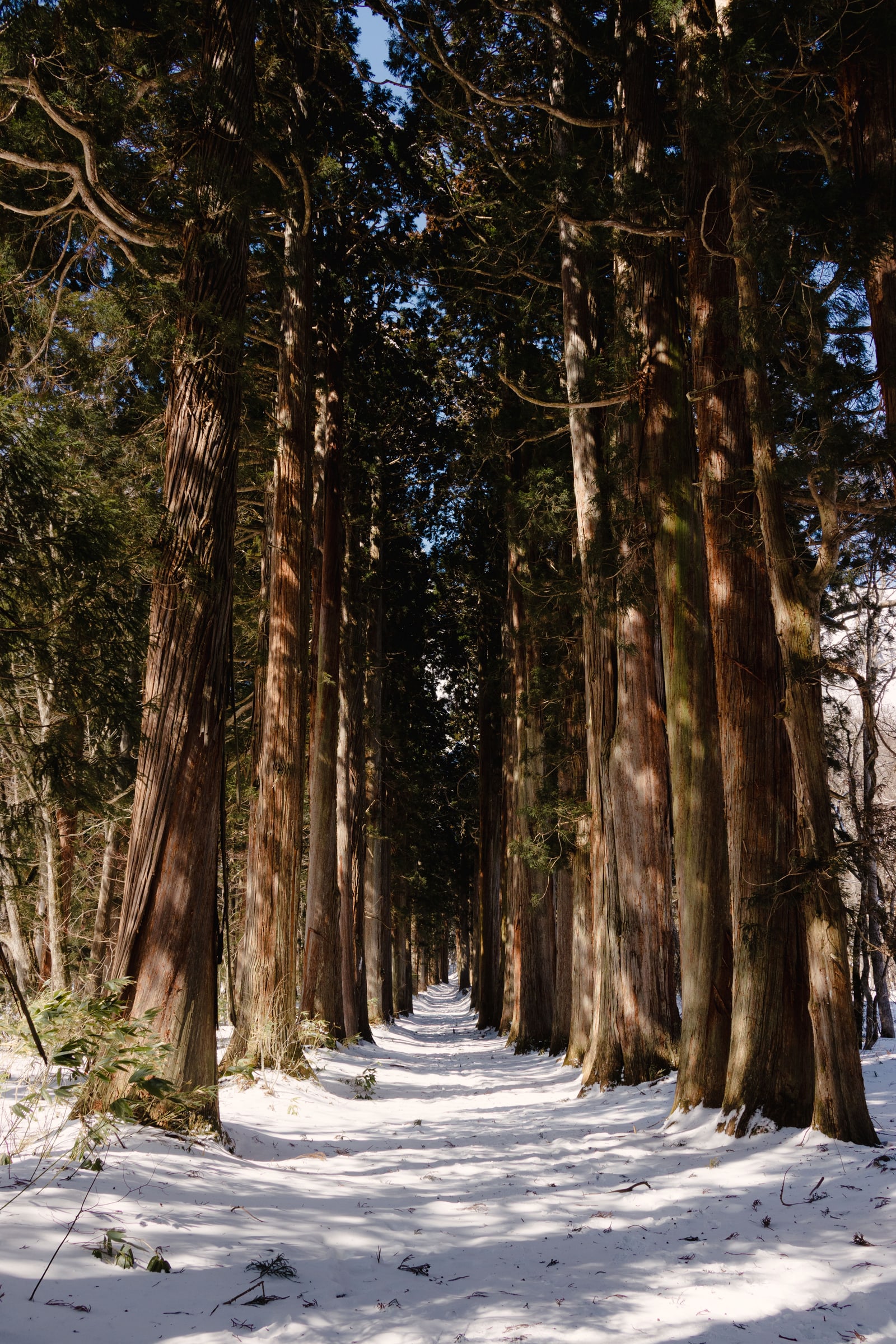 A straight path through tall cedar trees, packed snow underfoot and sunlight across the trunks.