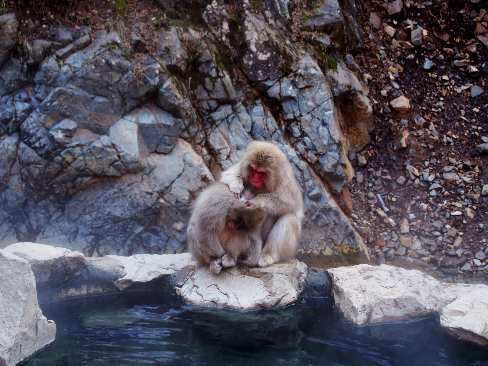 One macaque grooming another on a rock at the edge of a hot spring pool, a rocky slope behind.