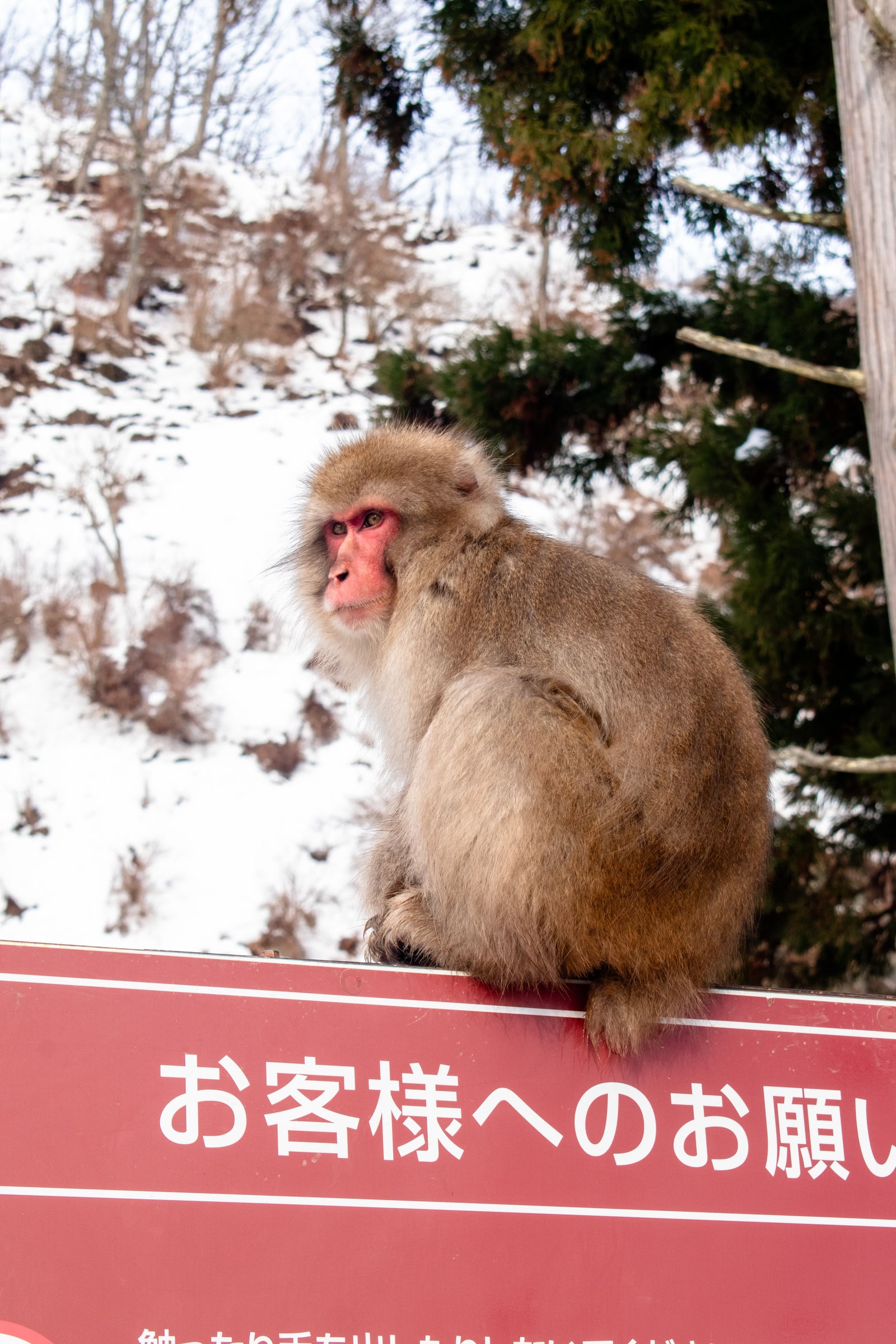 A macaque sitting on top of a red notice board headed with a request to visitors in Japanese, snowy slope behind.