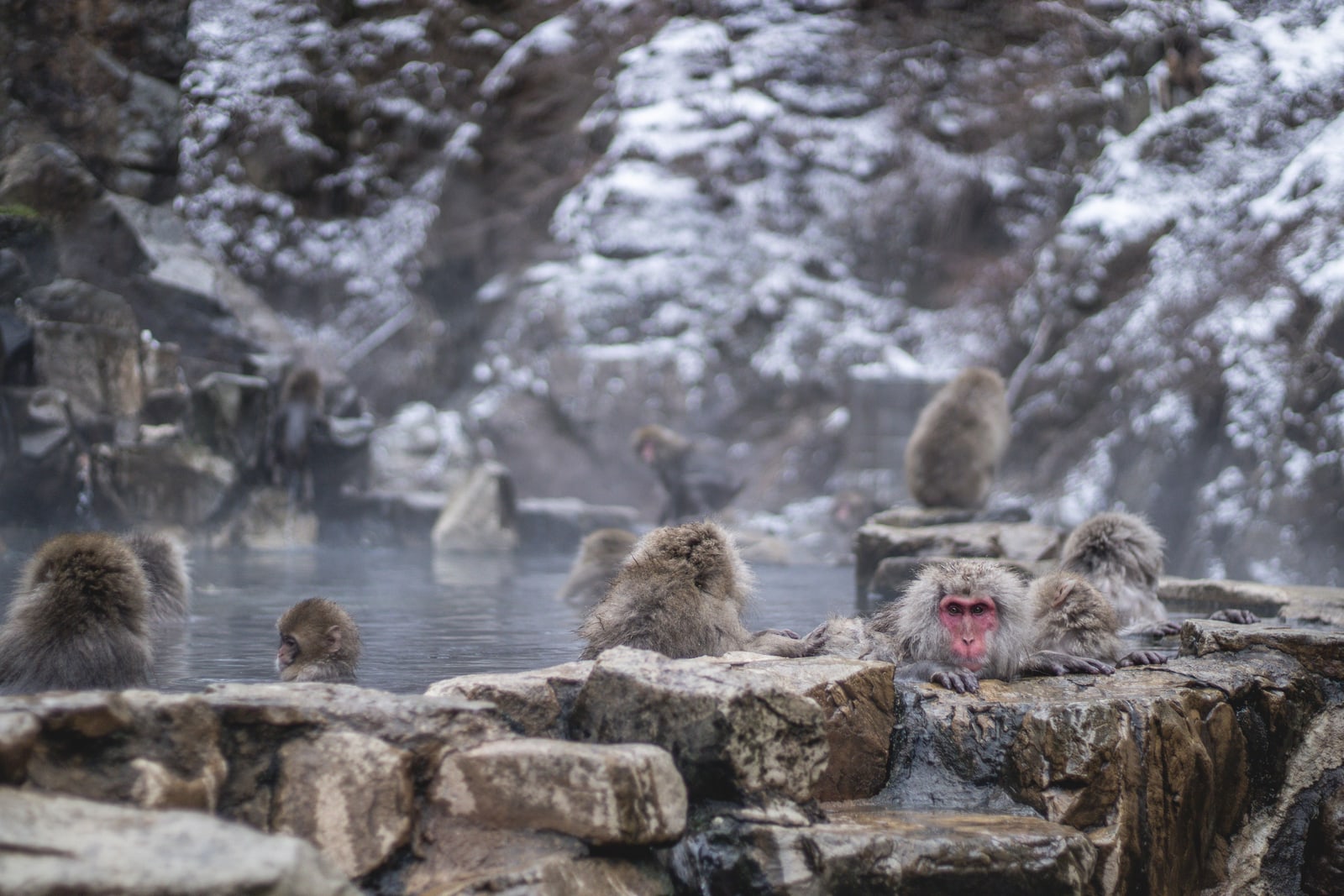 A group of macaques around a steaming stone-edged pool, snow dusting the rock face behind.