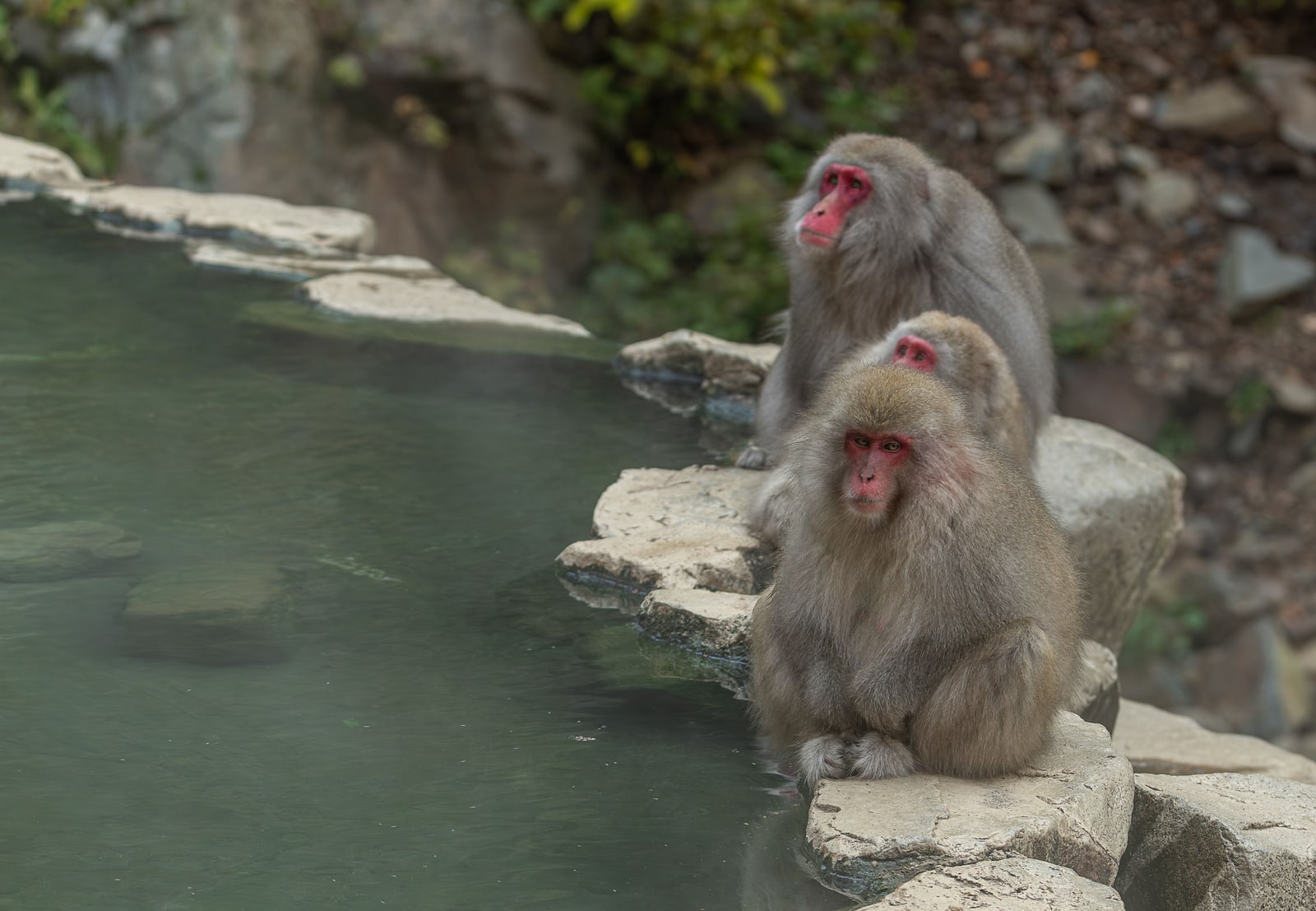 Three macaques on the rocks beside a green hot spring pool, no snow on the ground.