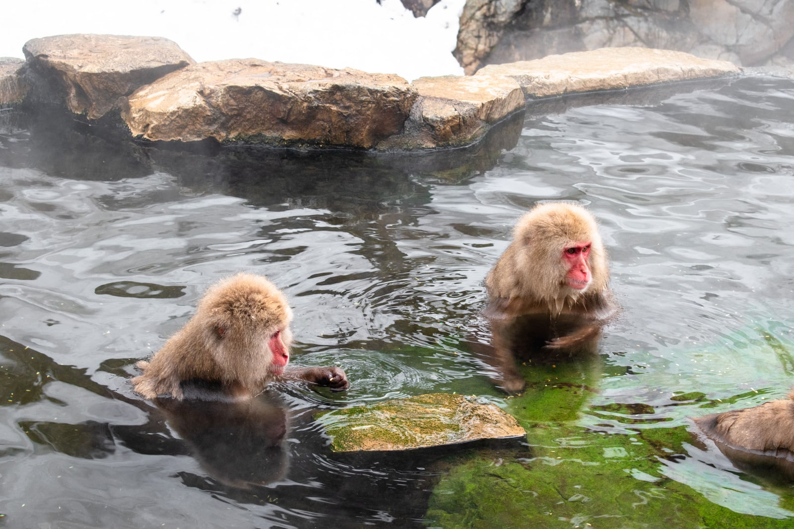 Two macaques up to their shoulders in a steaming hot spring, one looking down into the water.