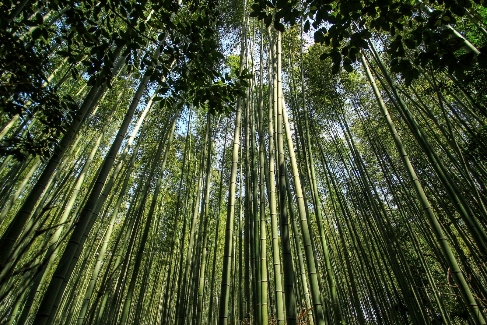 Tall bamboo stems seen from below, the canopy closing overhead.