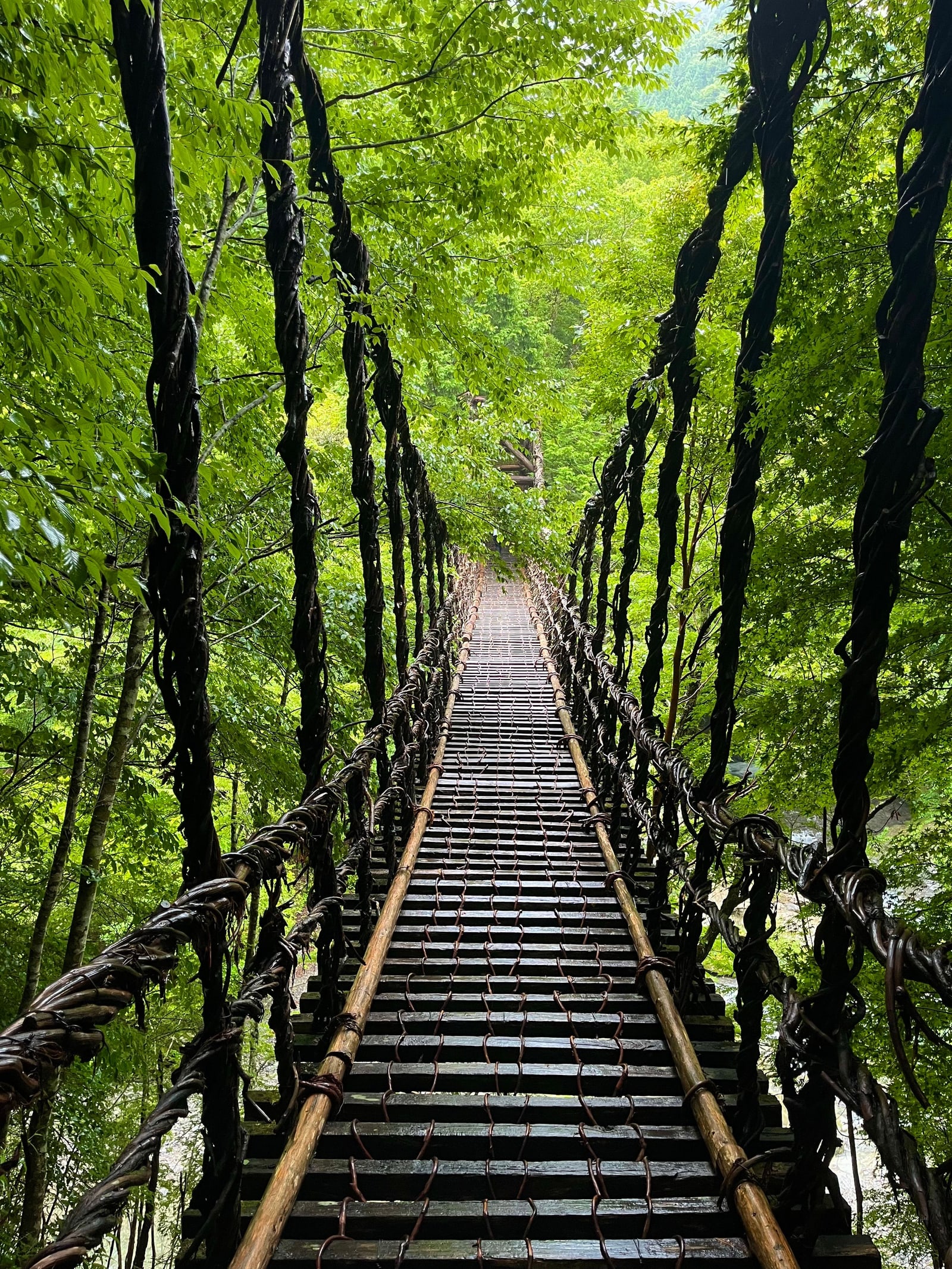 A footbridge of twisted vines and wet wooden slats through fresh green trees