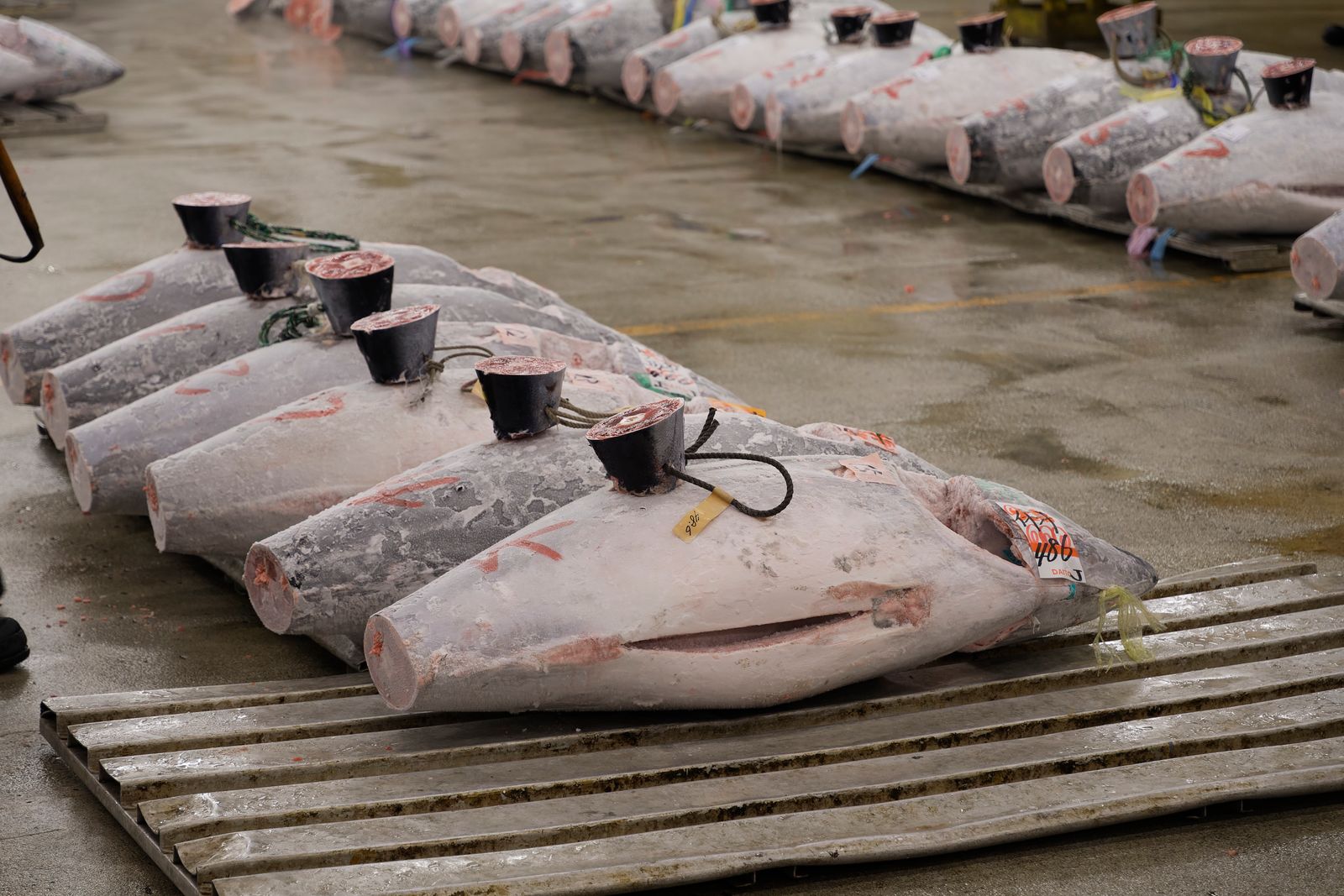 Rows of frozen tuna laid out on a wet market floor with auction tags, cut tail sections and numbered stickers.