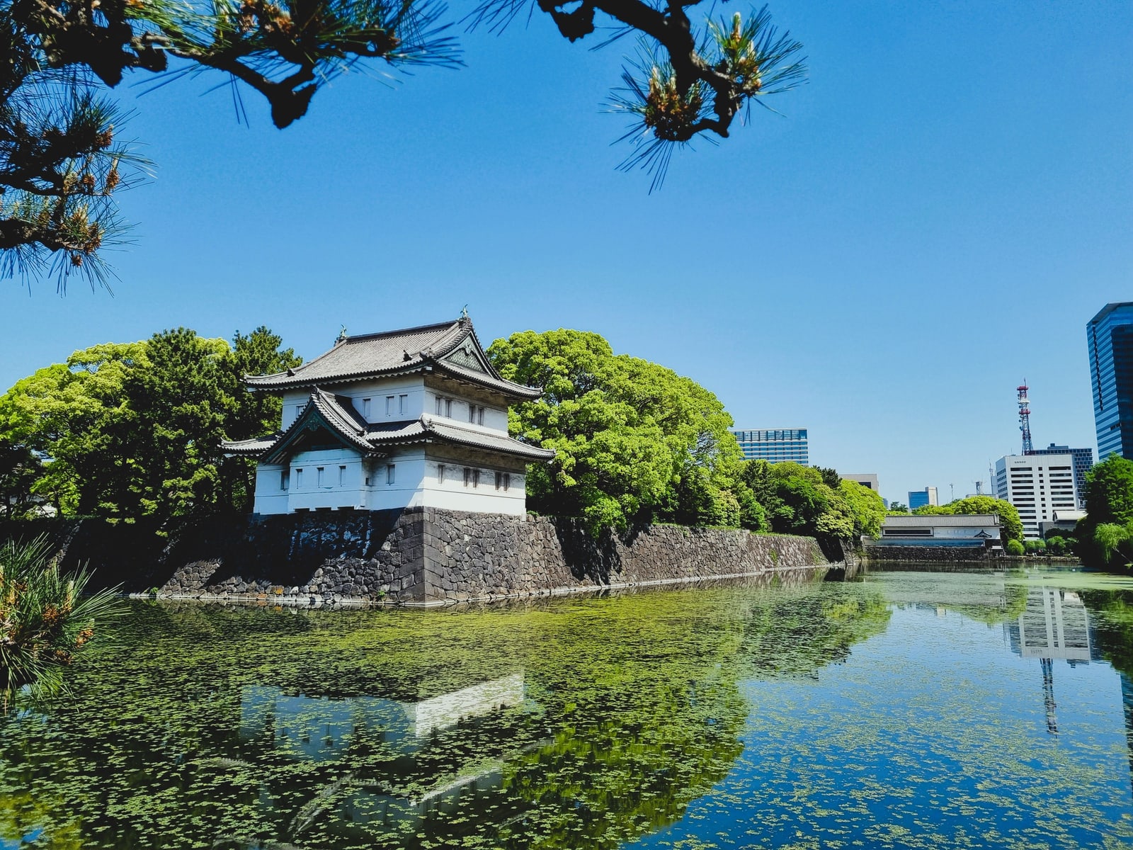 A white turret on a stone wall beside a moat covered in green water plants, a pine branch across the top and office buildings at the right edge