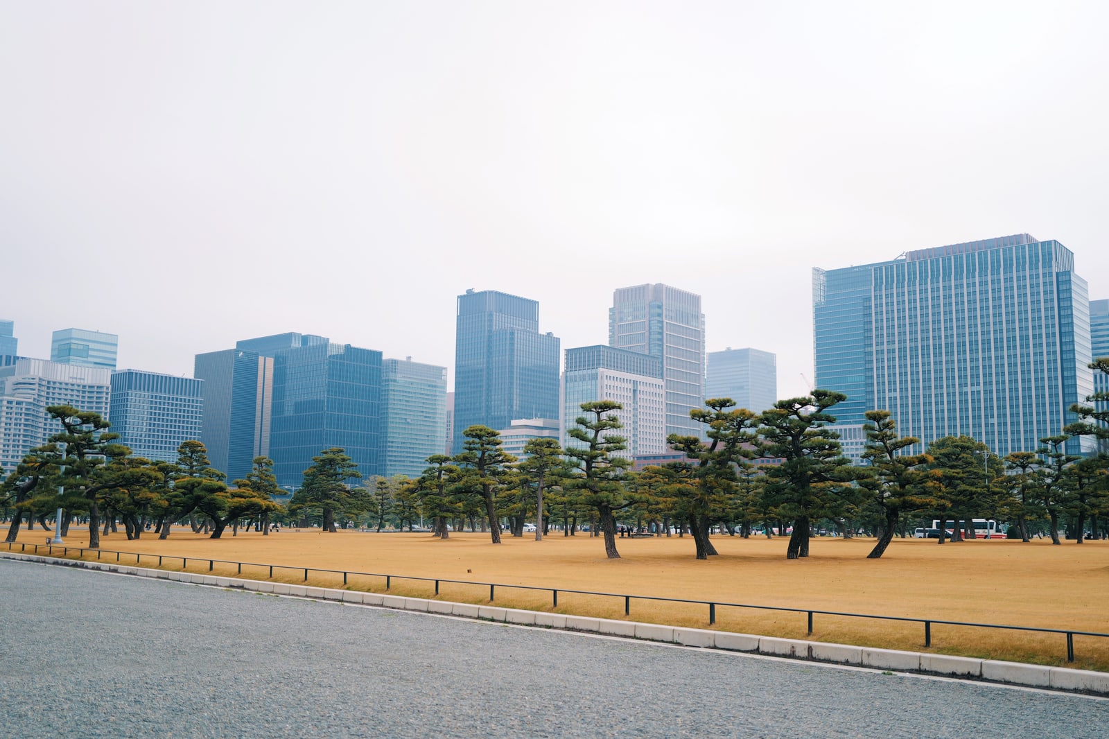 Clipped pines on a bare lawn at Kokyo Gaien with a wall of office towers behind