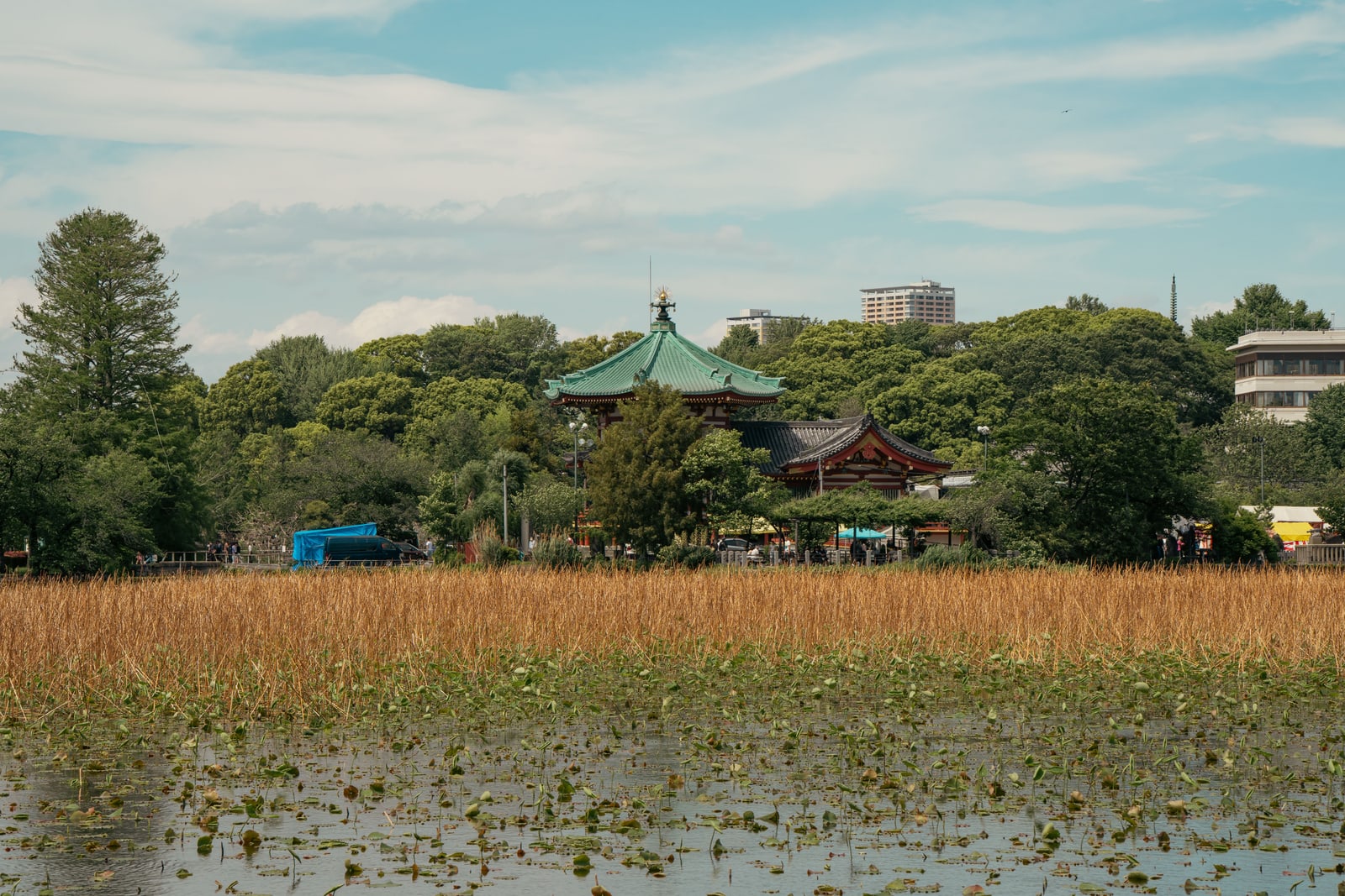 The green-roofed octagonal Bentendo hall among trees on Shinobazu Pond, seen across dry golden lotus stalks