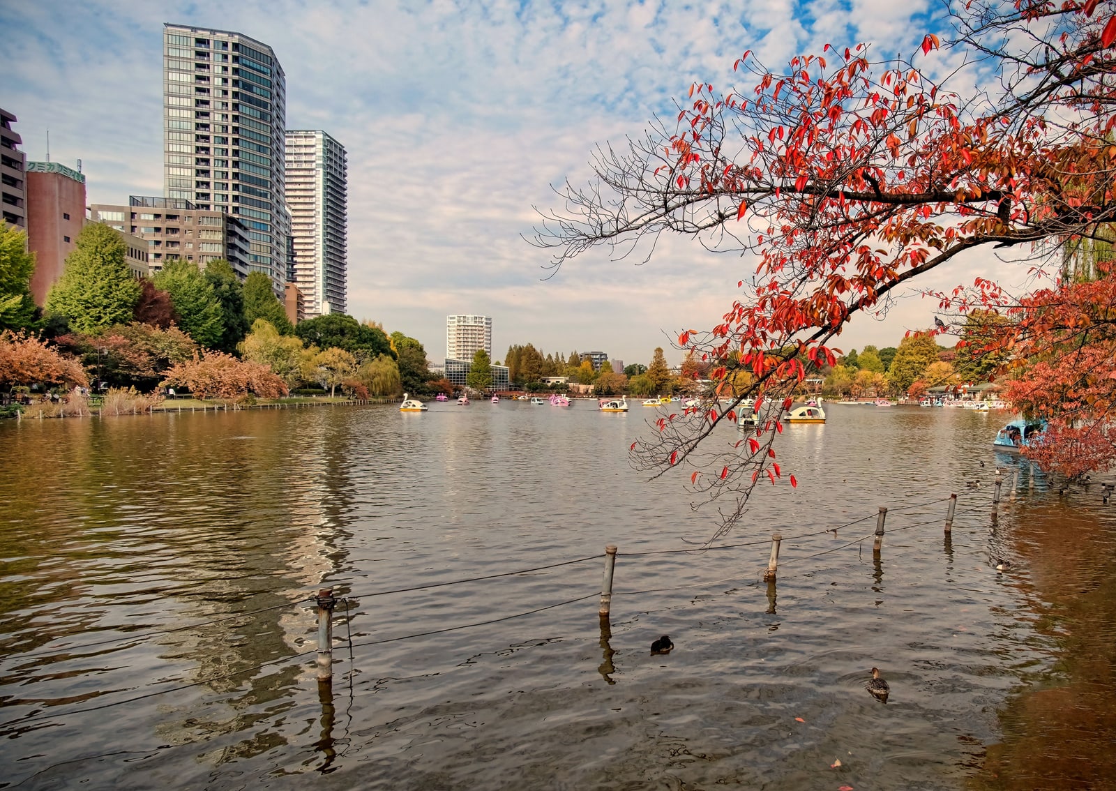 Shinobazu Pond in autumn, a branch with red leaves across the right foreground, pedal boats on the water and apartment towers on the far bank
