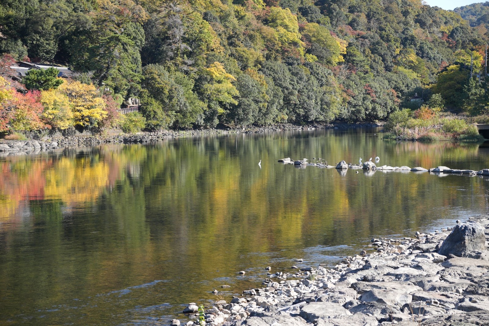 The Uji River in autumn, a still stretch of water reflecting a wooded hillside in green, yellow and red, egrets standing on a line of rocks